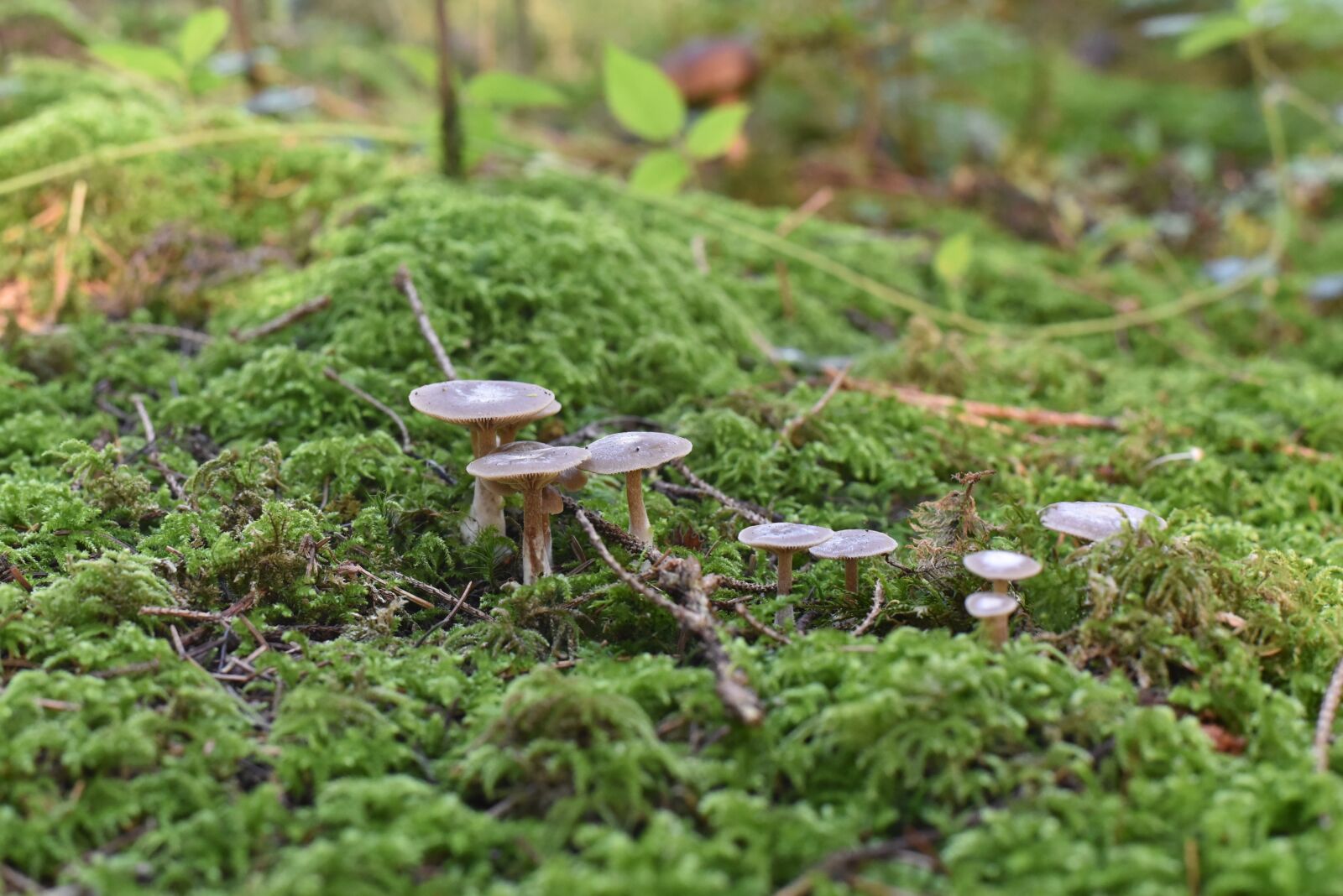 Nikon D750 sample photo. Mushrooms, nature, autumn photography