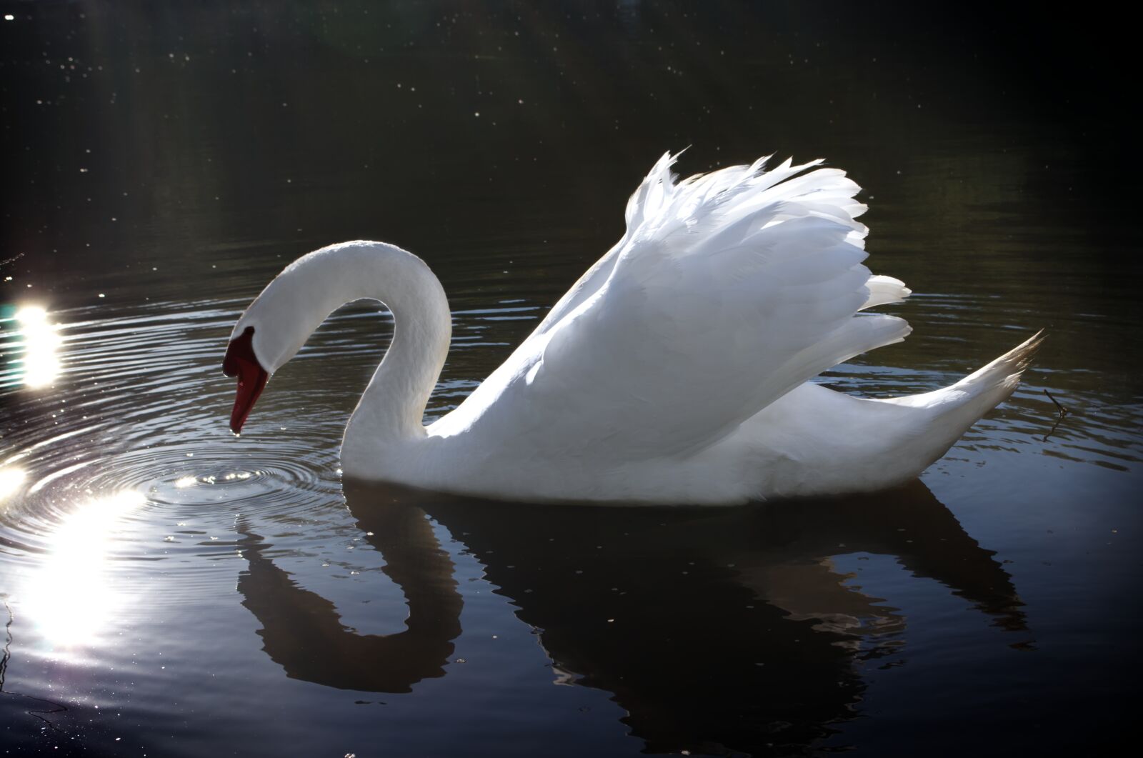 Nikon D5100 sample photo. Swan, water, white photography