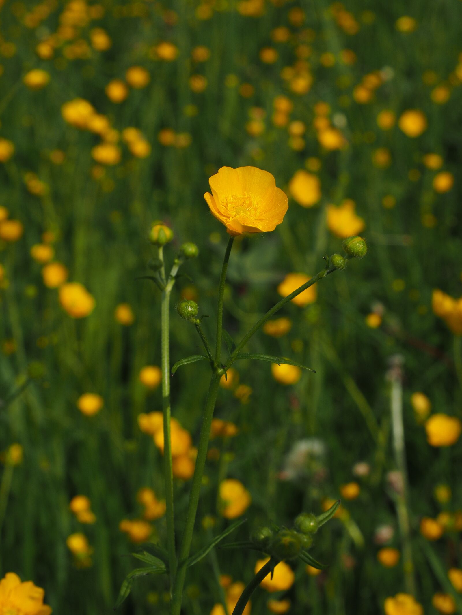 Olympus OM-D E-M1 + Olympus M.Zuiko Digital ED 12-40mm F2.8 Pro sample photo. Buttercup, pointed flower, flowers photography