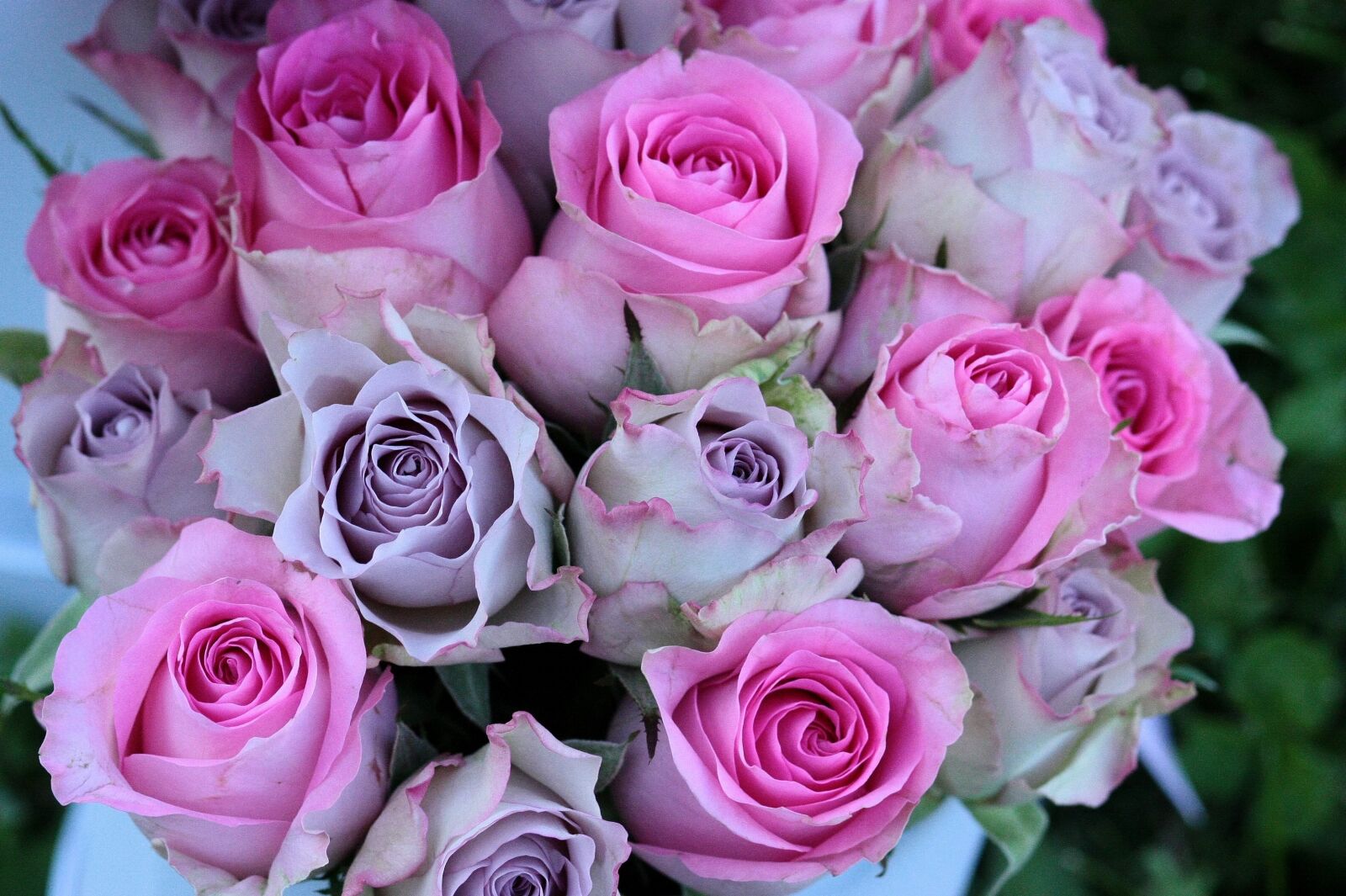 Canon EOS 450D (EOS Rebel XSi / EOS Kiss X2) sample photo. Roses, bouquet, mov photography