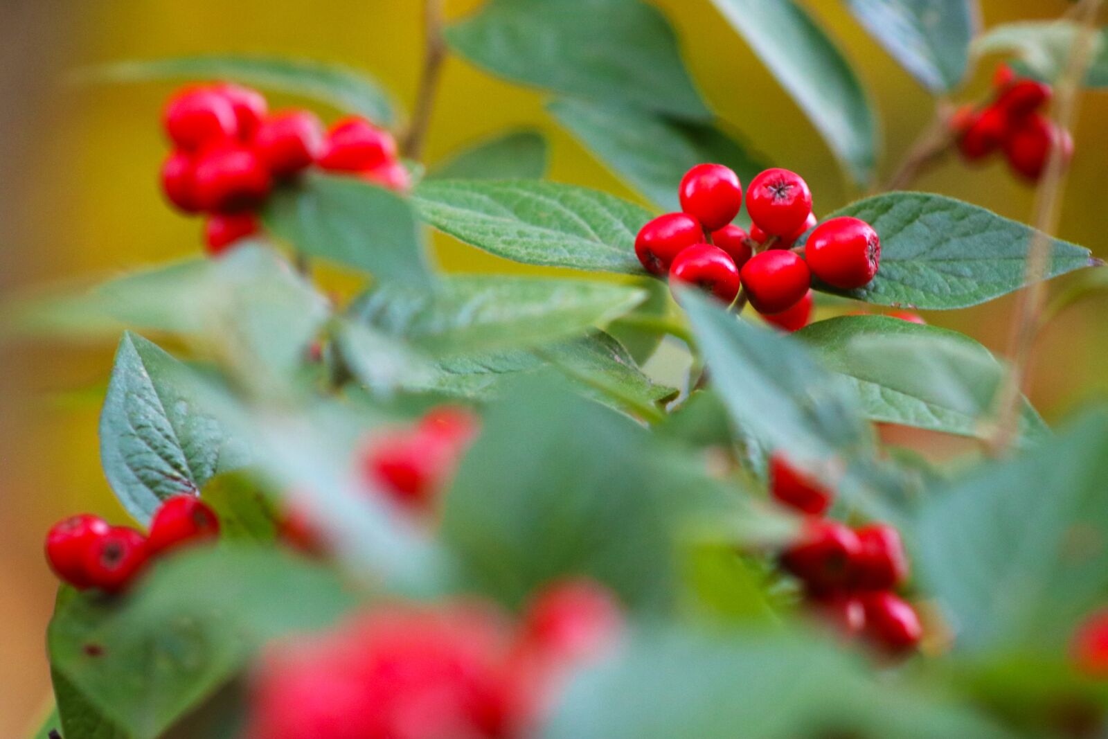 Canon EOS 750D (EOS Rebel T6i / EOS Kiss X8i) sample photo. Plant, autumn, fruits photography