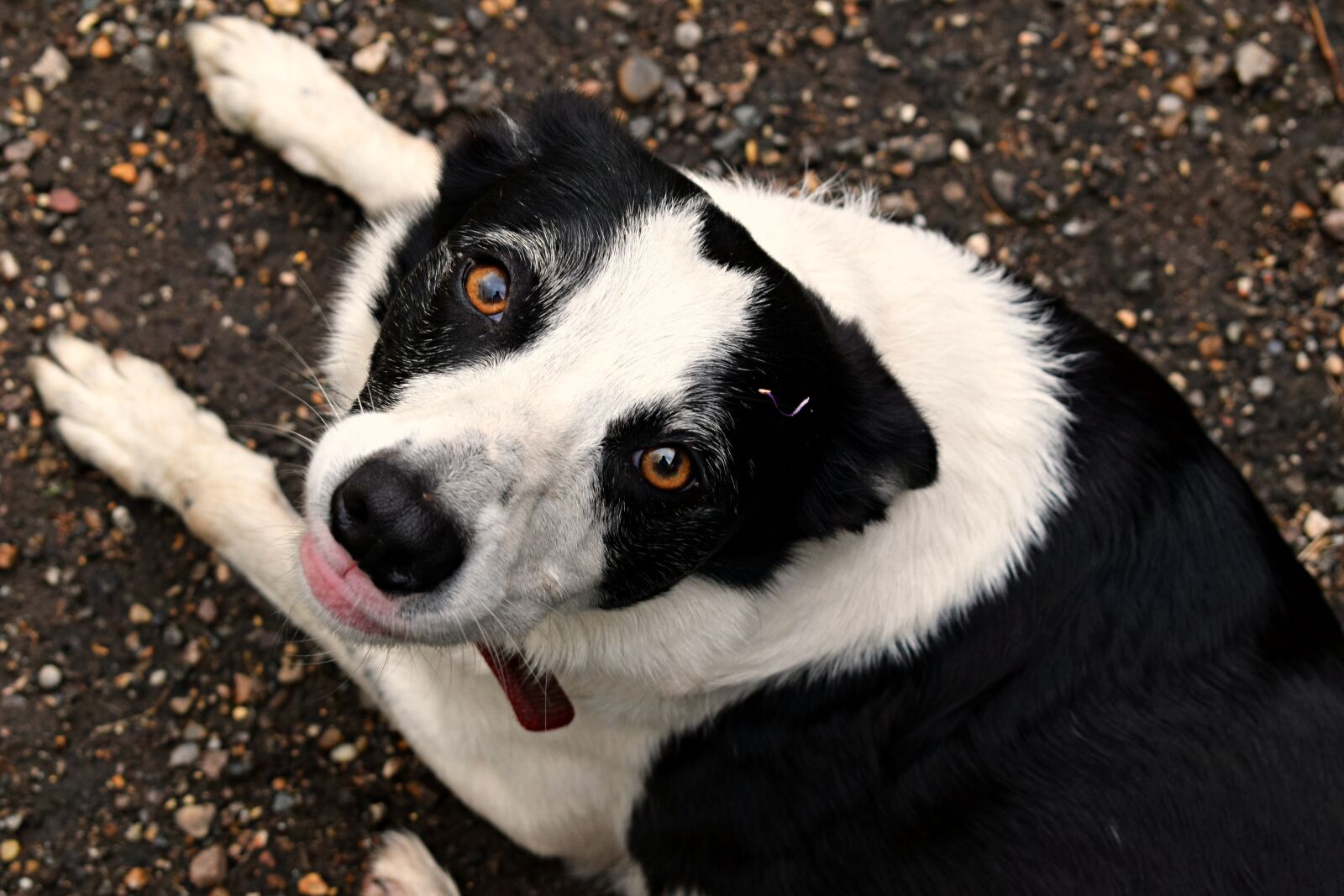 Nikon D3300 sample photo. Dog, border collie, black photography