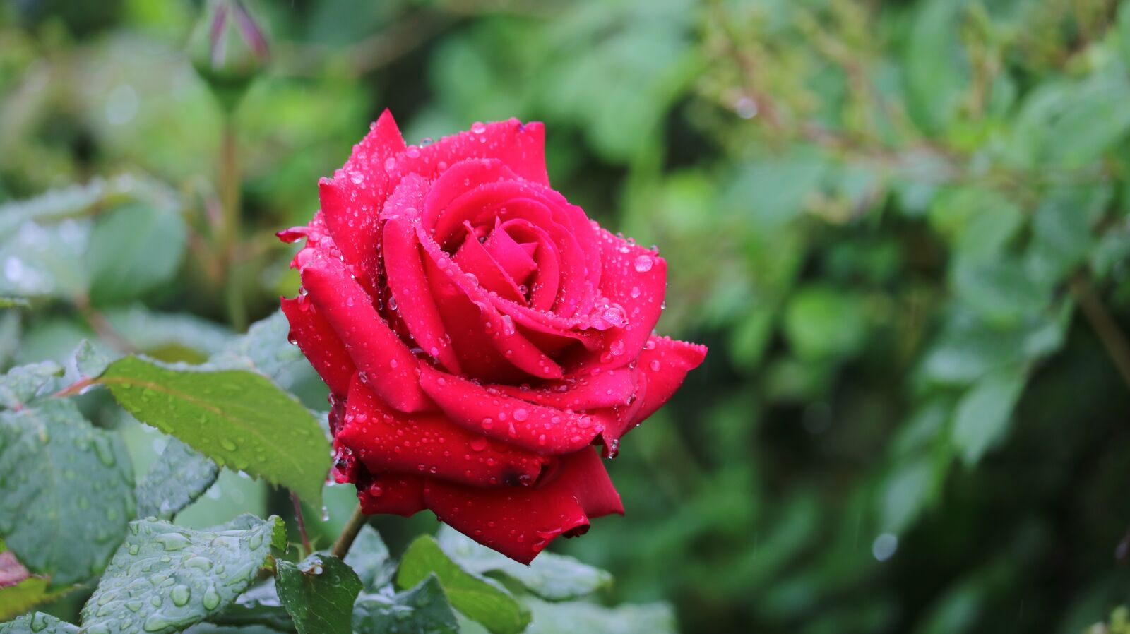 Canon EOS 750D (EOS Rebel T6i / EOS Kiss X8i) + Canon EF-S 55-250mm F4-5.6 IS STM sample photo. Rose, red rose, rose photography