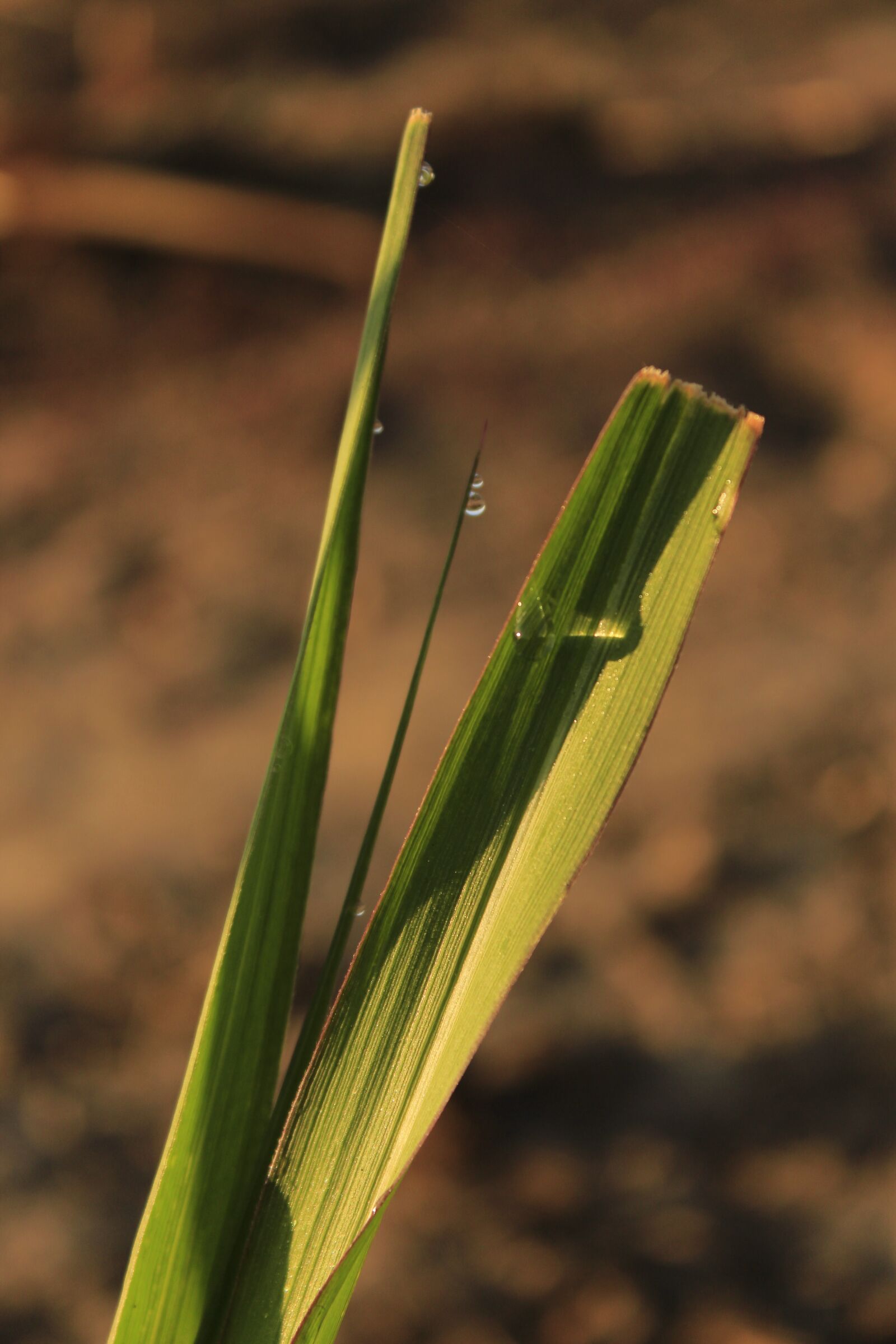 Canon EOS 700D (EOS Rebel T5i / EOS Kiss X7i) sample photo. Nature, leaf, flora photography