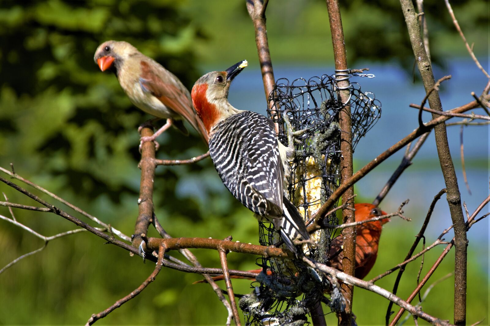 Nikon D7100 sample photo. Woodpecker, cardinals, birds photography