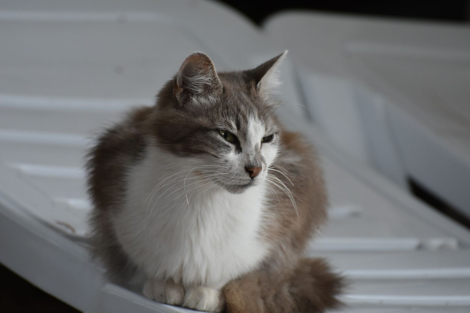 Nikon D7200 sample photo. Cat, pet, animal photography
