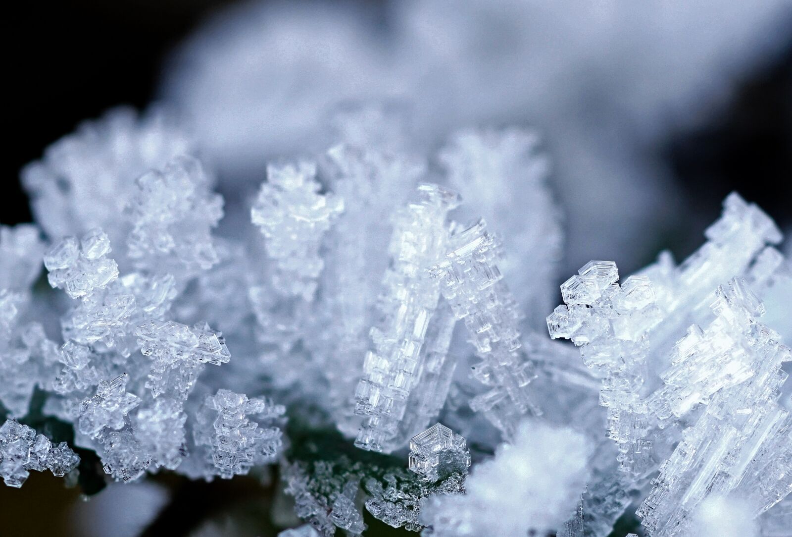 Sony ILCA-77M2 + Tamron SP AF 90mm F2.8 Di Macro sample photo. Ice, ripe, hoarfrost photography