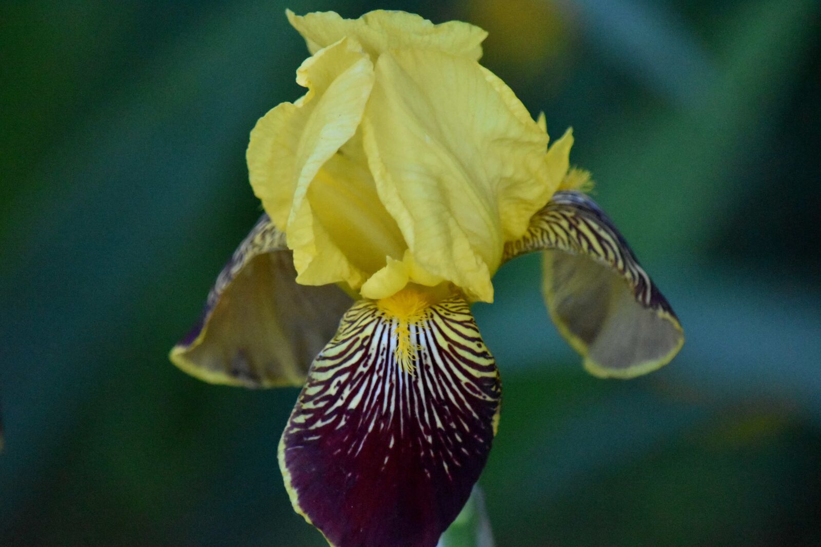 Nikon D5500 sample photo. Purple, yellow, iris, flower photography