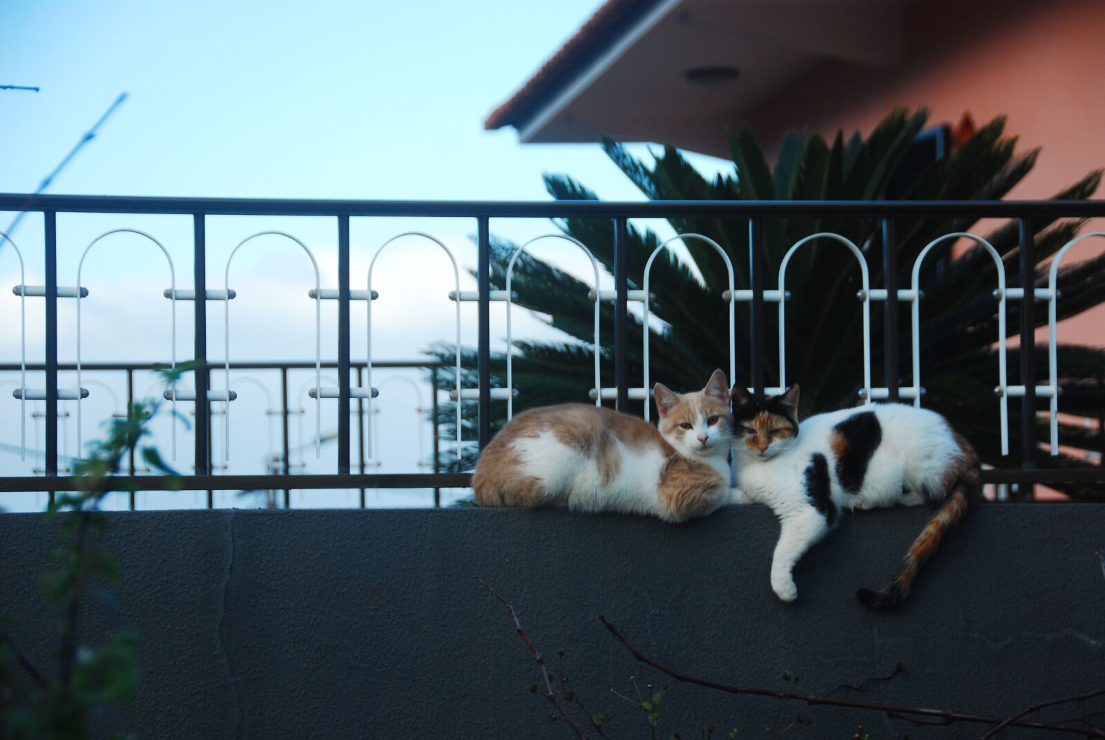 Nikon D80 sample photo. Cats, love, fence photography