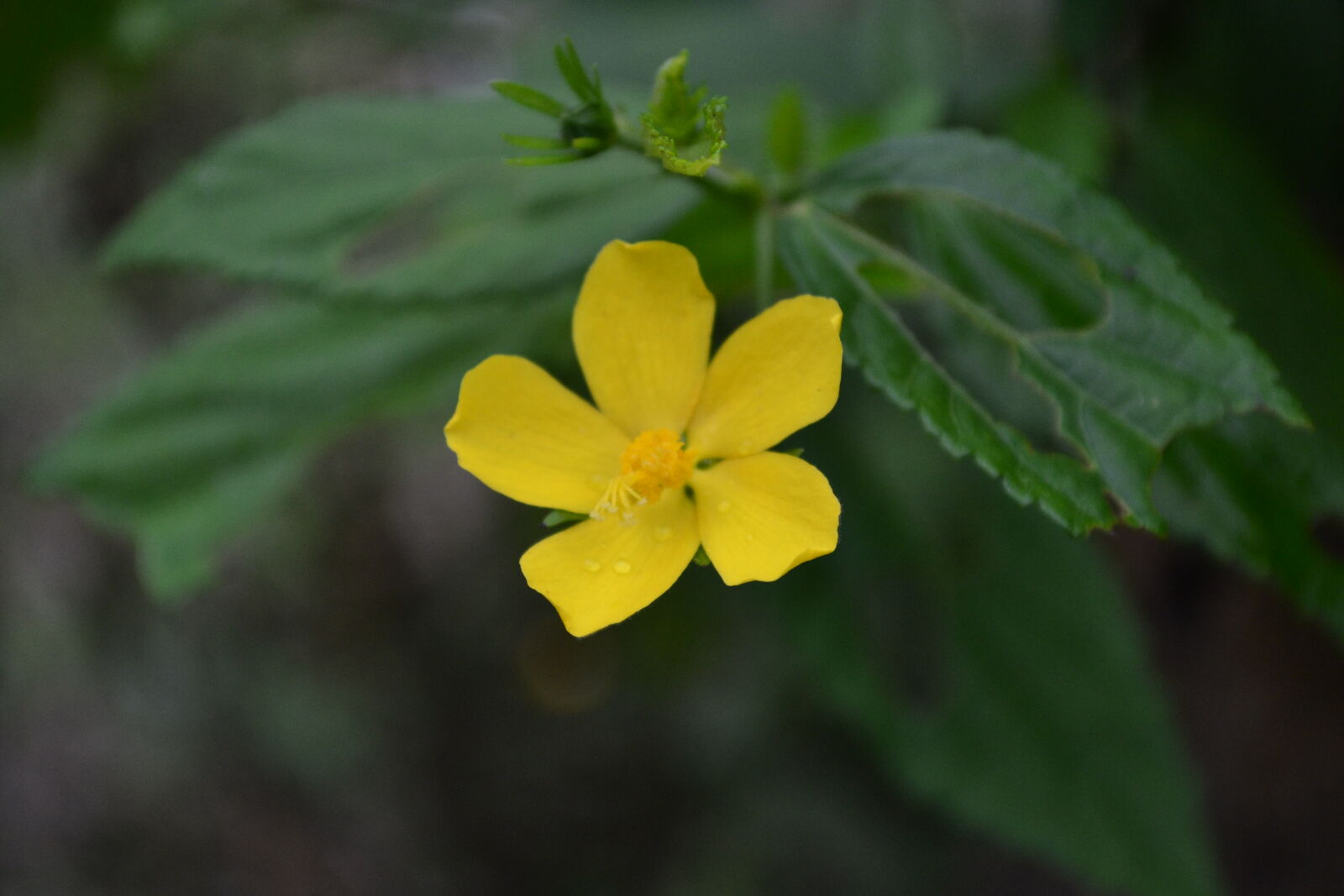 Nikon D3100 sample photo. Flower, nature, yellow, flower photography