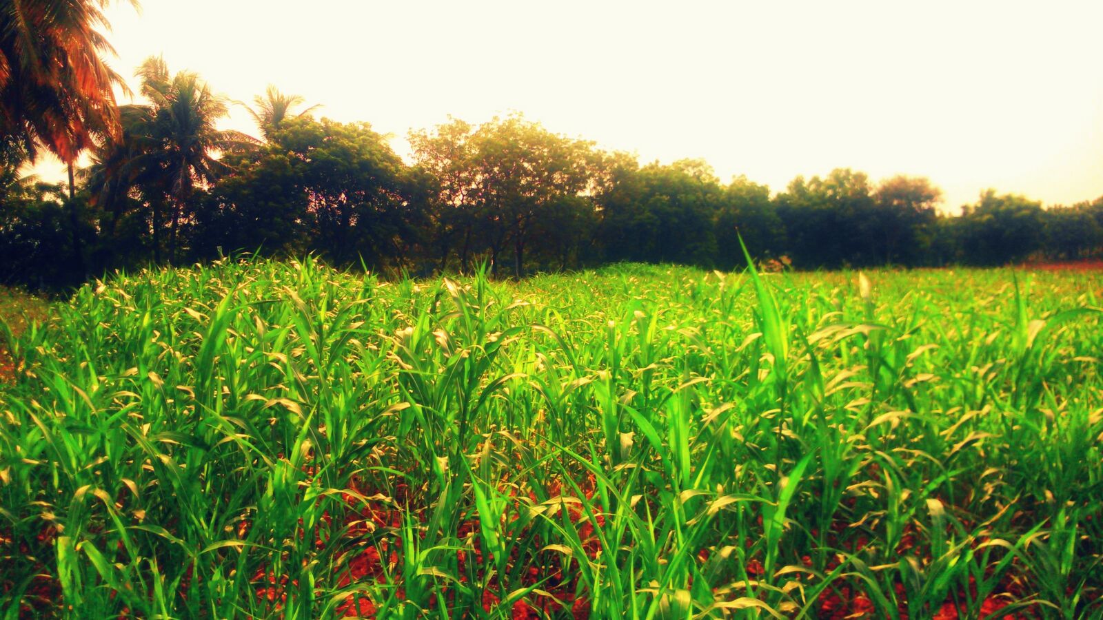 Sony Xperia L sample photo. Nature, heaven photography
