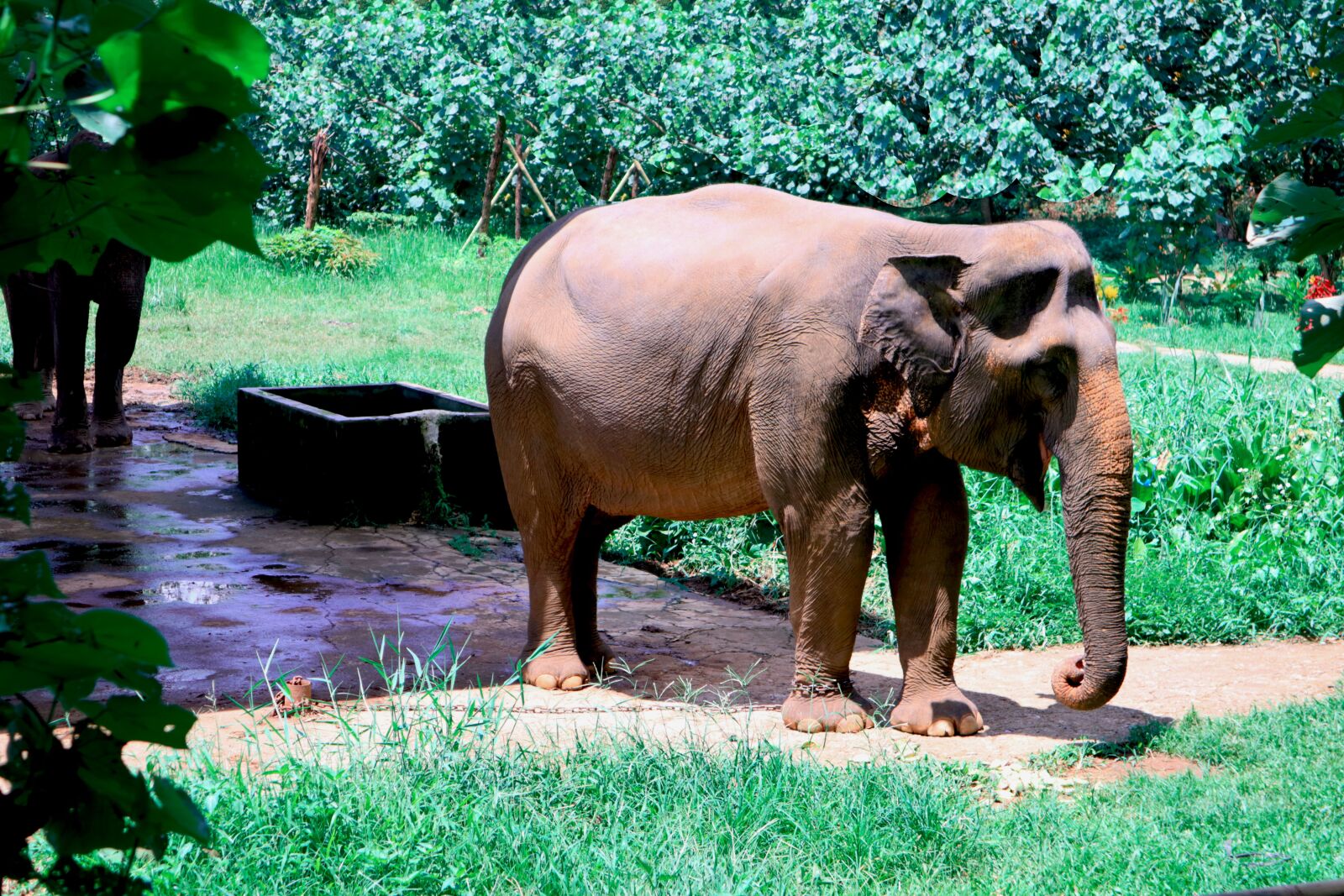 Canon EOS M3 + Canon EF-M 15-45mm F3.5-6.3 IS STM sample photo. Gajah sumatera, south africa photography