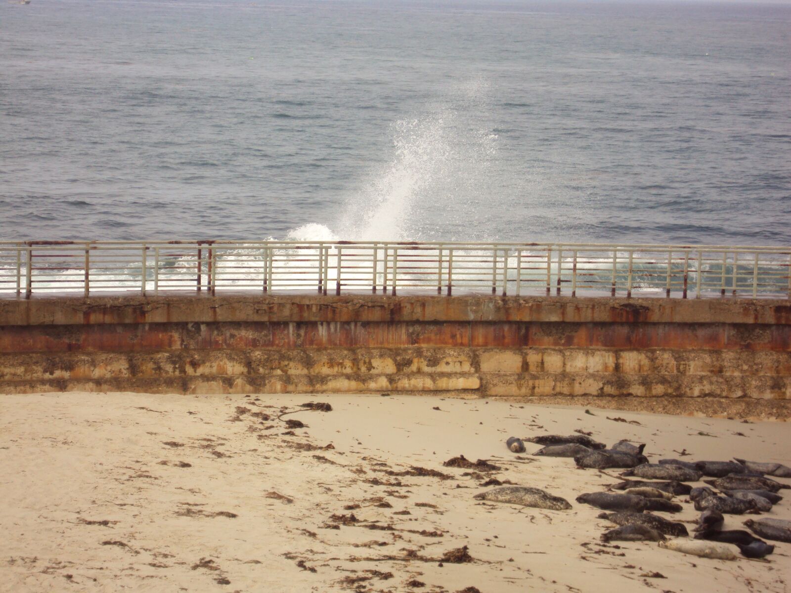 Sony DSC-S980 sample photo. Beach, california, seals photography