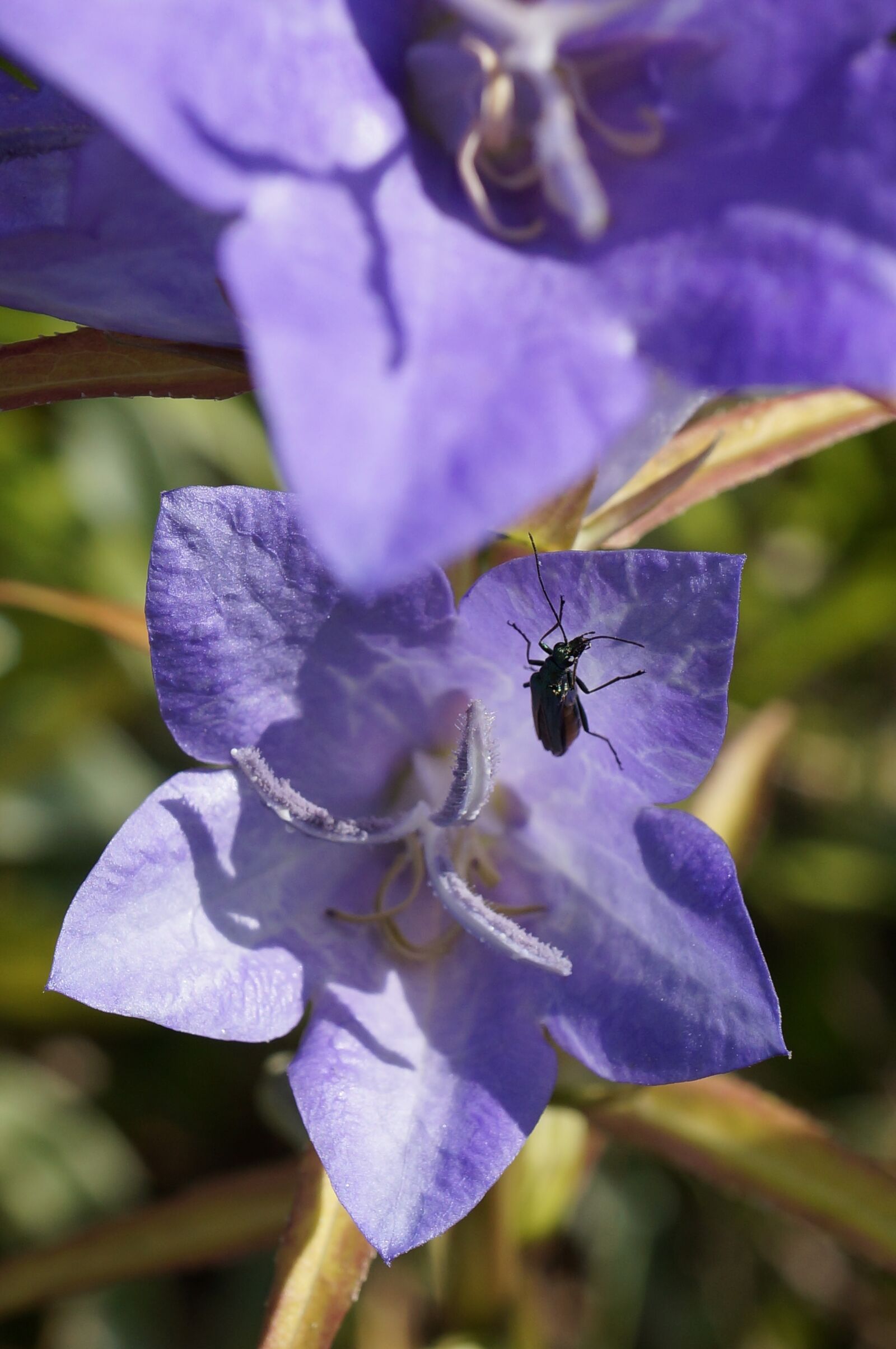 Sony E 30mm F3.5 Macro sample photo. Bug, purple, flower photography