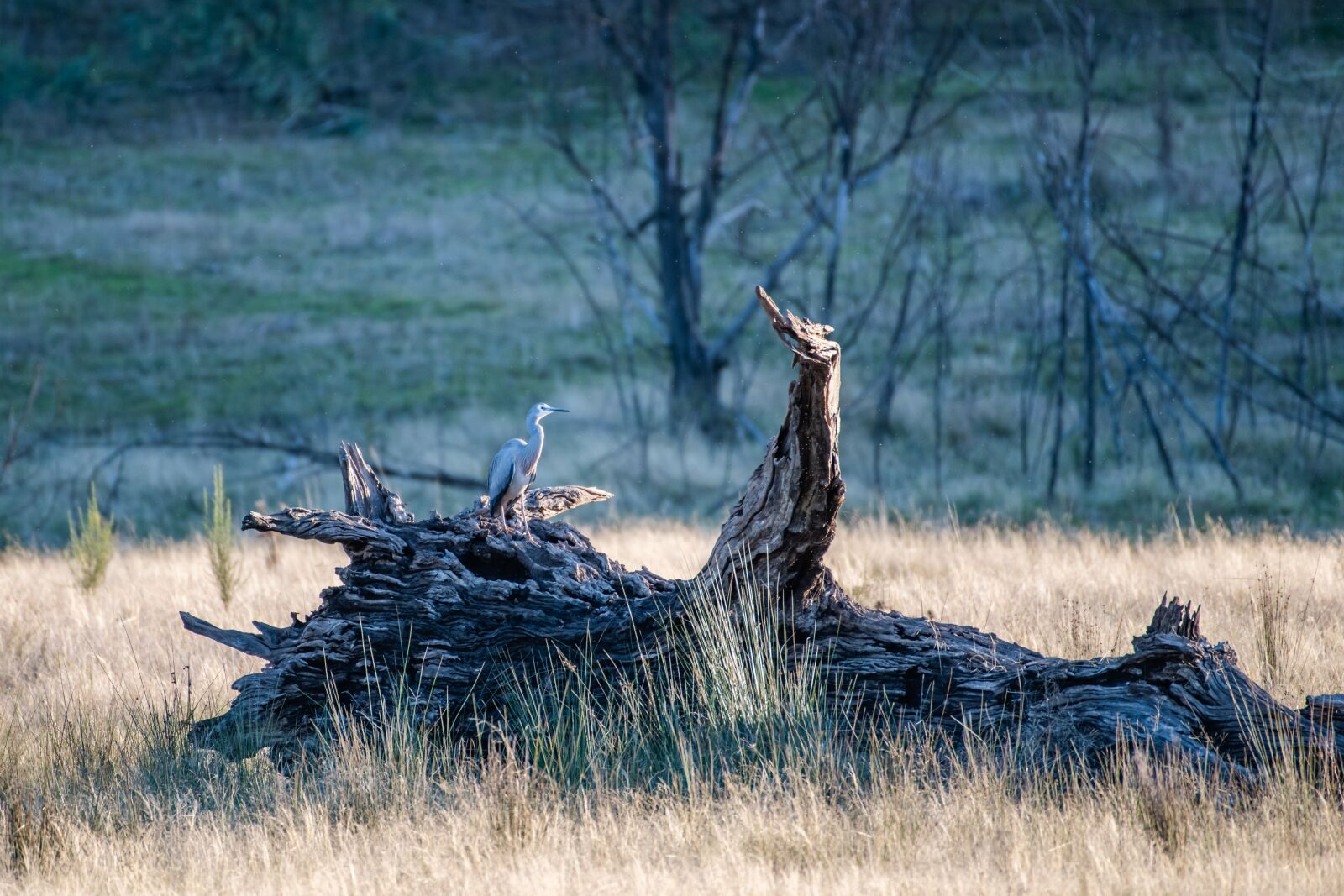 Nikon D850 sample photo. White-face heron, heron, bird photography