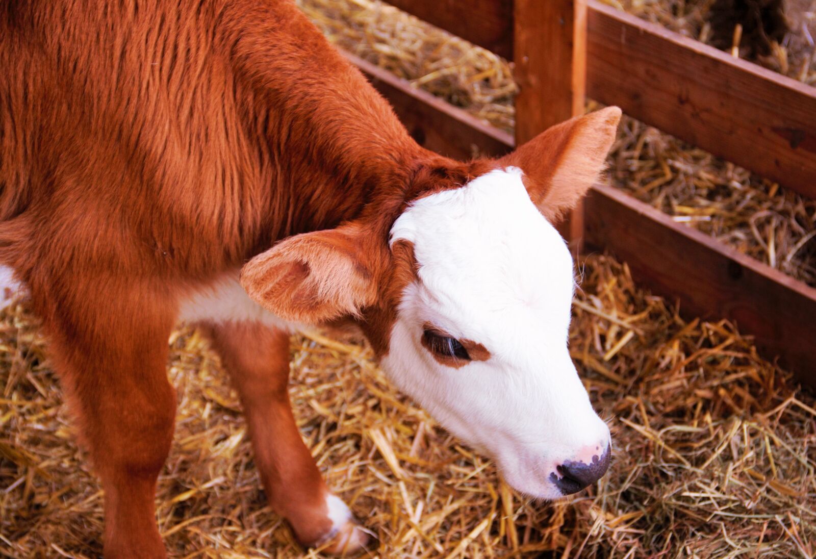 Canon EOS 500D (EOS Rebel T1i / EOS Kiss X3) sample photo. Calf, baby, cow photography