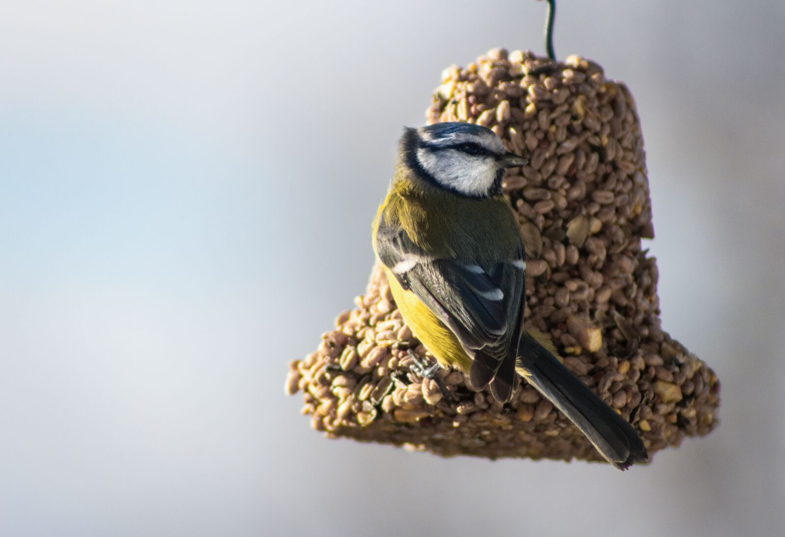 Canon EOS 760D (EOS Rebel T6s / EOS 8000D) sample photo. Birds, nature, a little photography