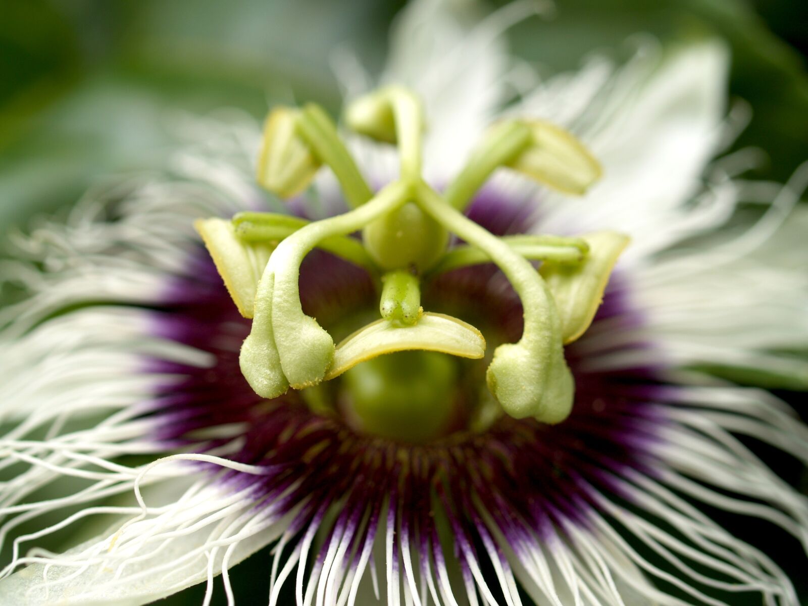 Olympus E-300 (EVOLT E-300) sample photo. Passion, flower, fruit photography