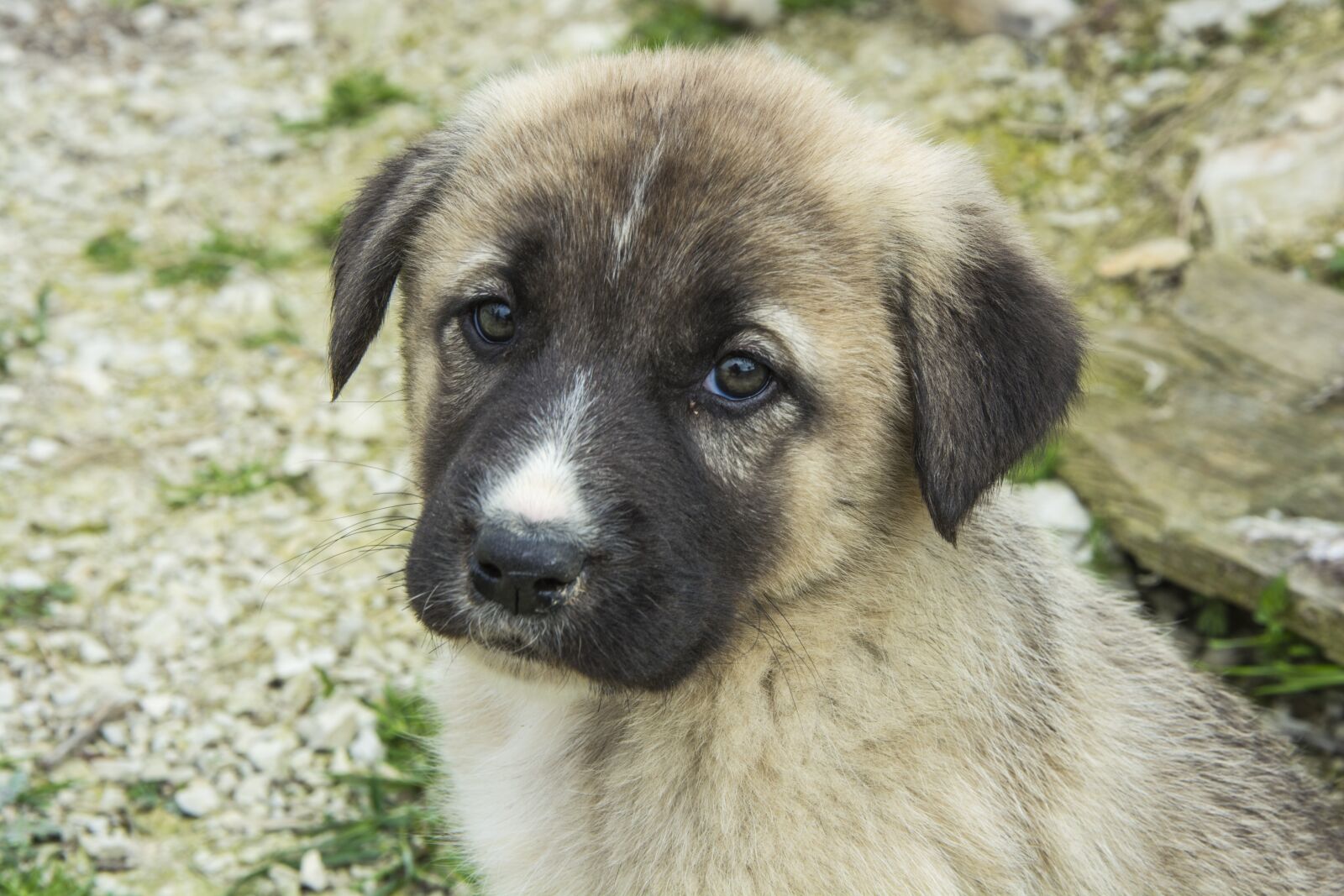 Nikon D5200 sample photo. Animals, dog, cute photography