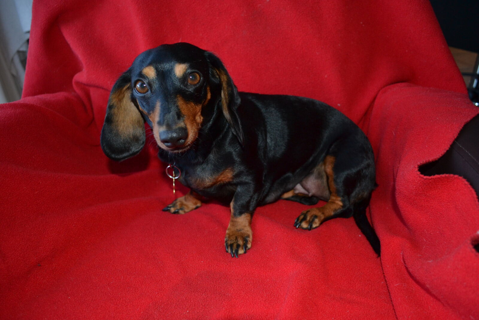 Nikon D3100 sample photo. Dachound photography