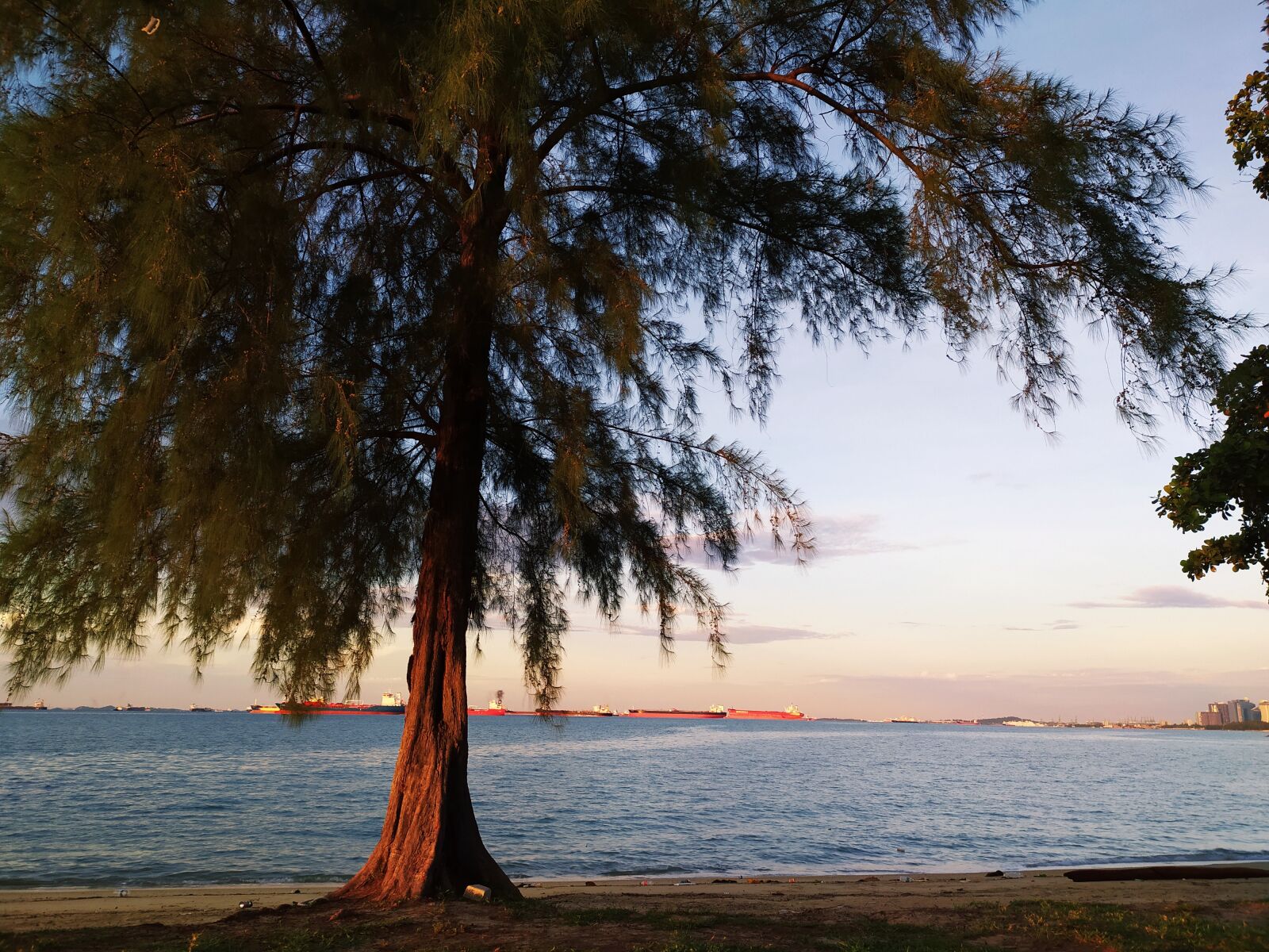 Xiaomi Redmi Note 8T sample photo. Sea, beach, pine photography