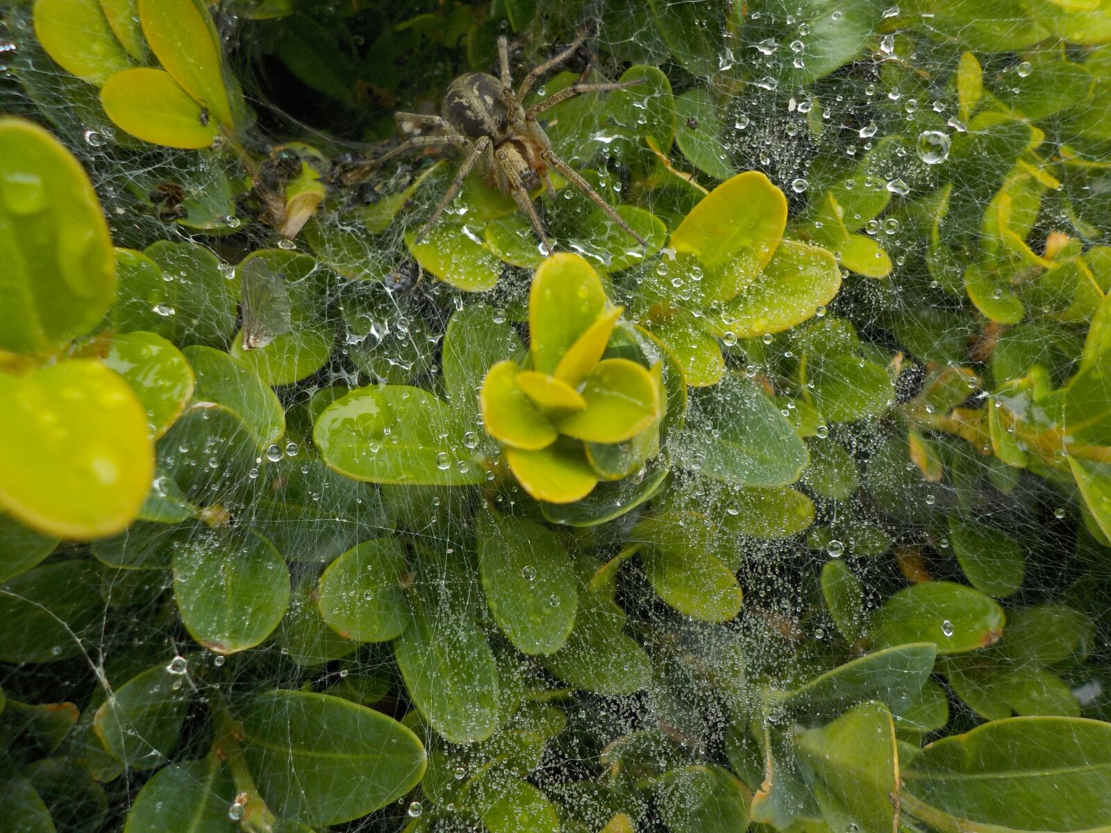 Nikon Coolpix S32 sample photo. Spider, garden, cobweb photography