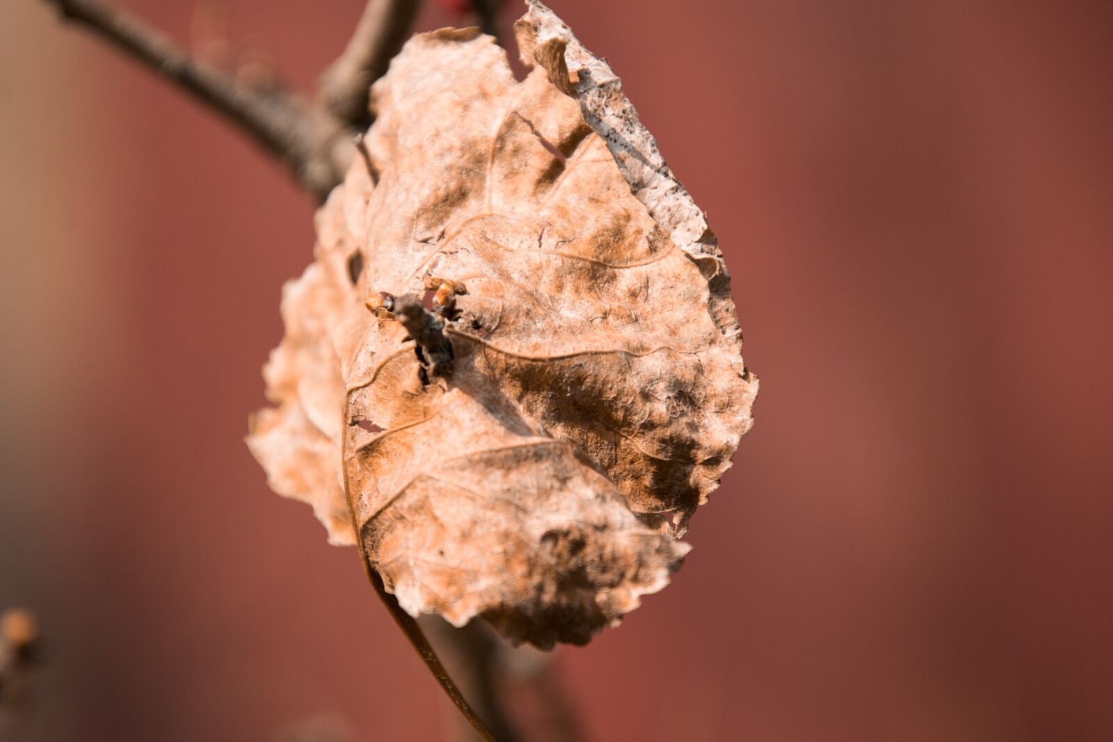 Nikon D3300 sample photo. Nature, plant, leaf photography