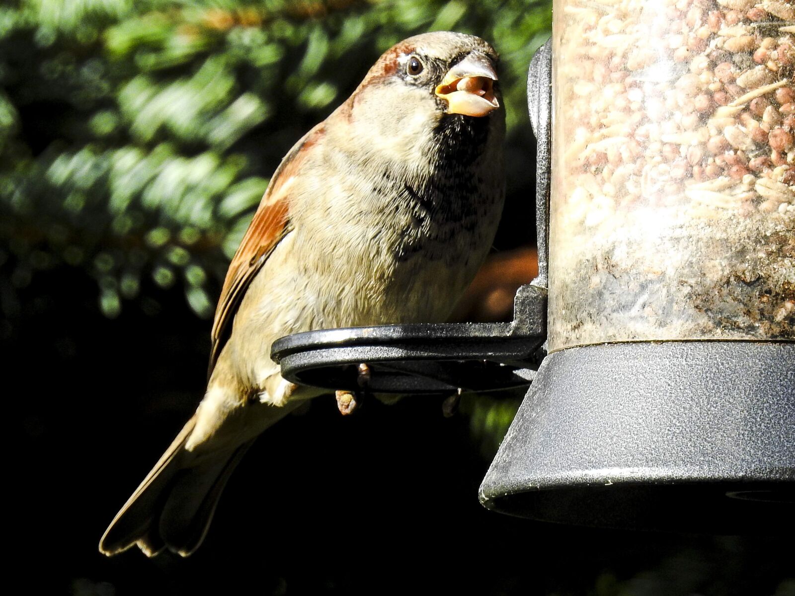 Nikon Coolpix P900 sample photo. House sparrow, sperling, bird photography