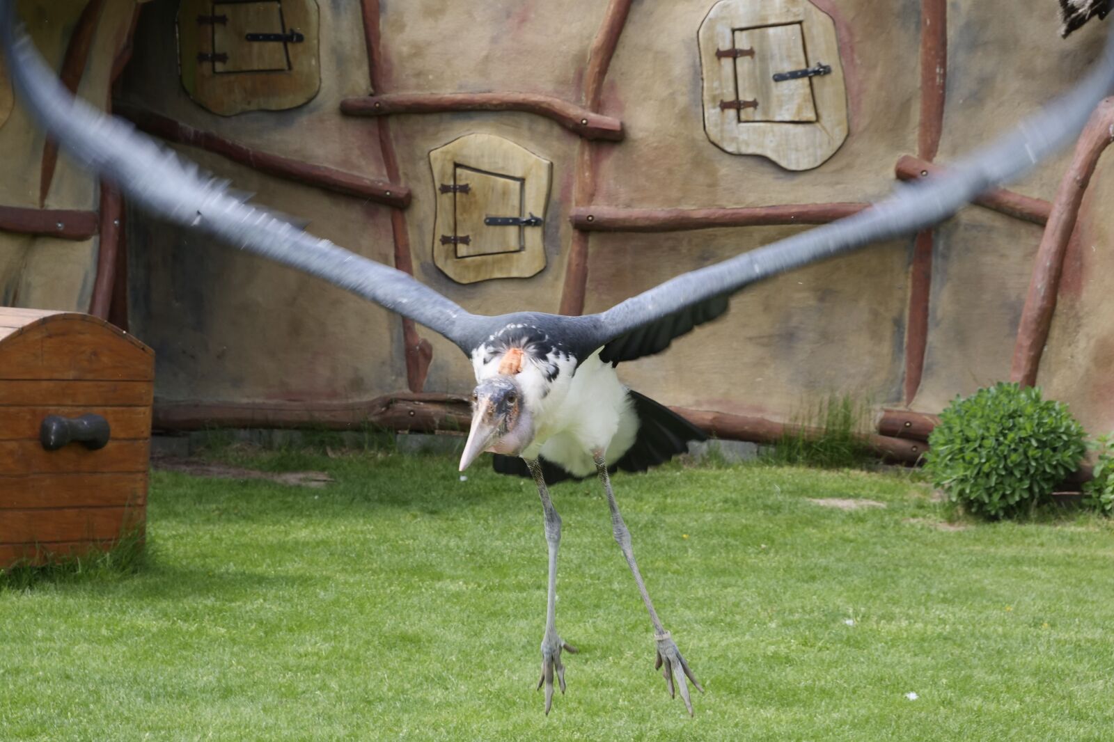 Panasonic Lumix DC-G9 sample photo. Marabu, animal world, adjutant photography