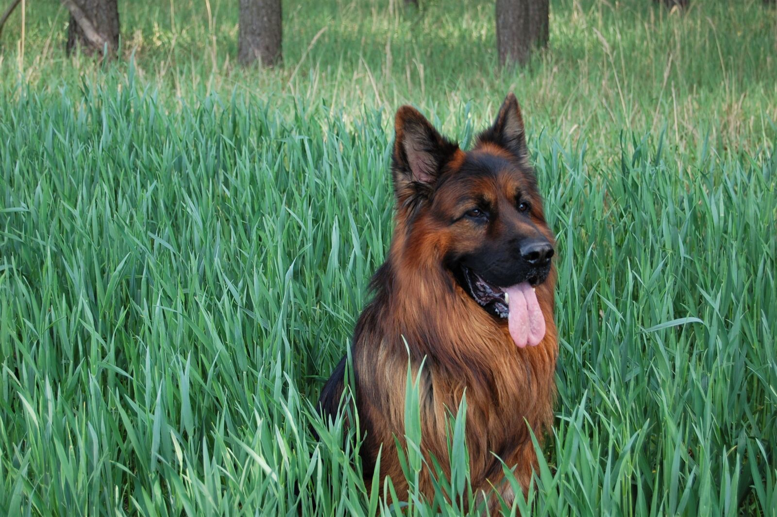 Nikon D40 sample photo. Shepherd dog long-haired, spacer photography