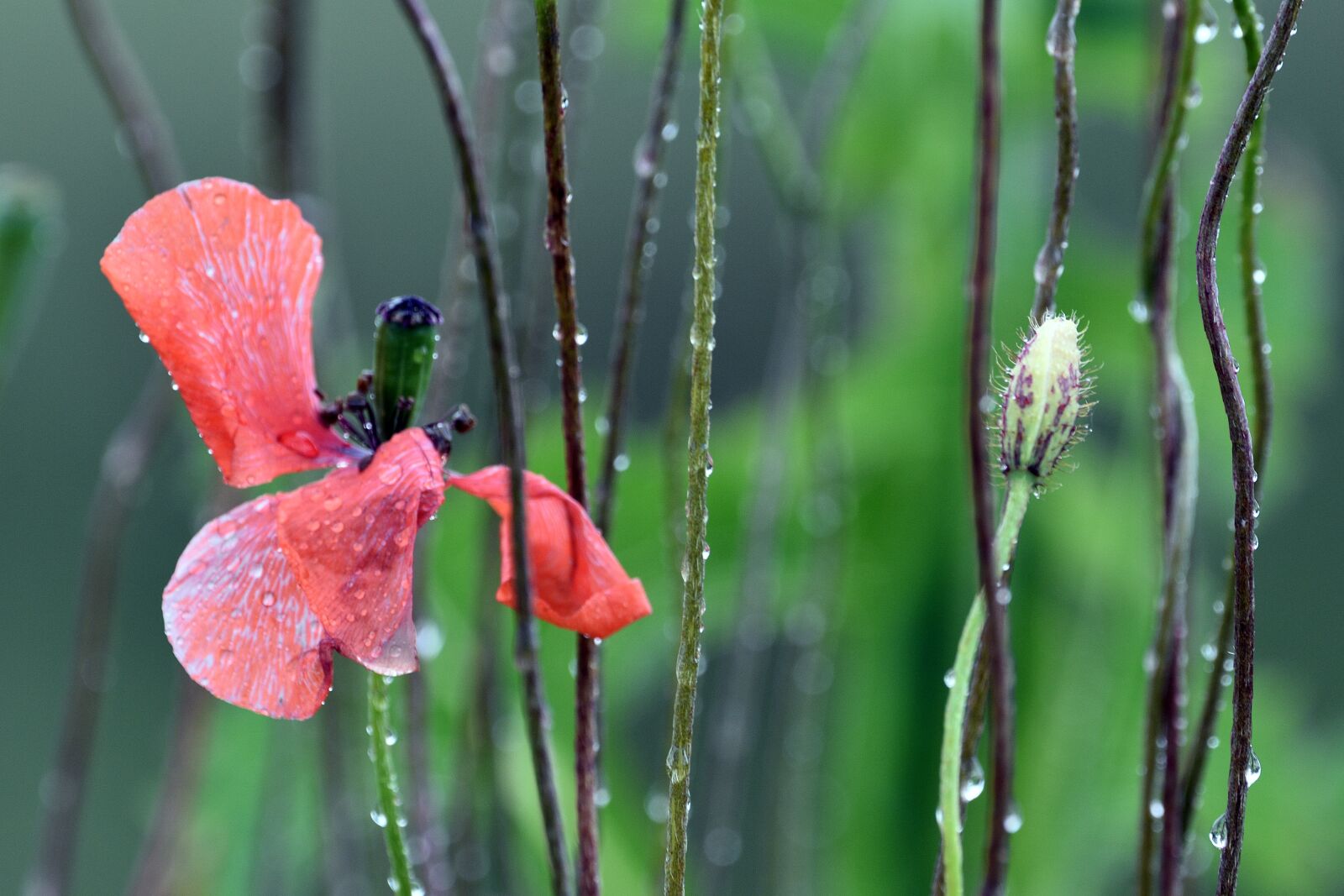 Nikon D3400 sample photo. Poppy, poppies, meadow photography
