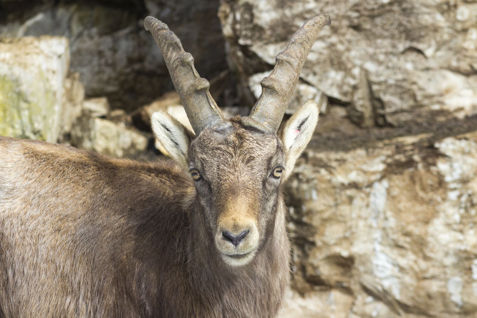 Canon EOS 600D (Rebel EOS T3i / EOS Kiss X5) sample photo. Capricorn, ibex, climb photography