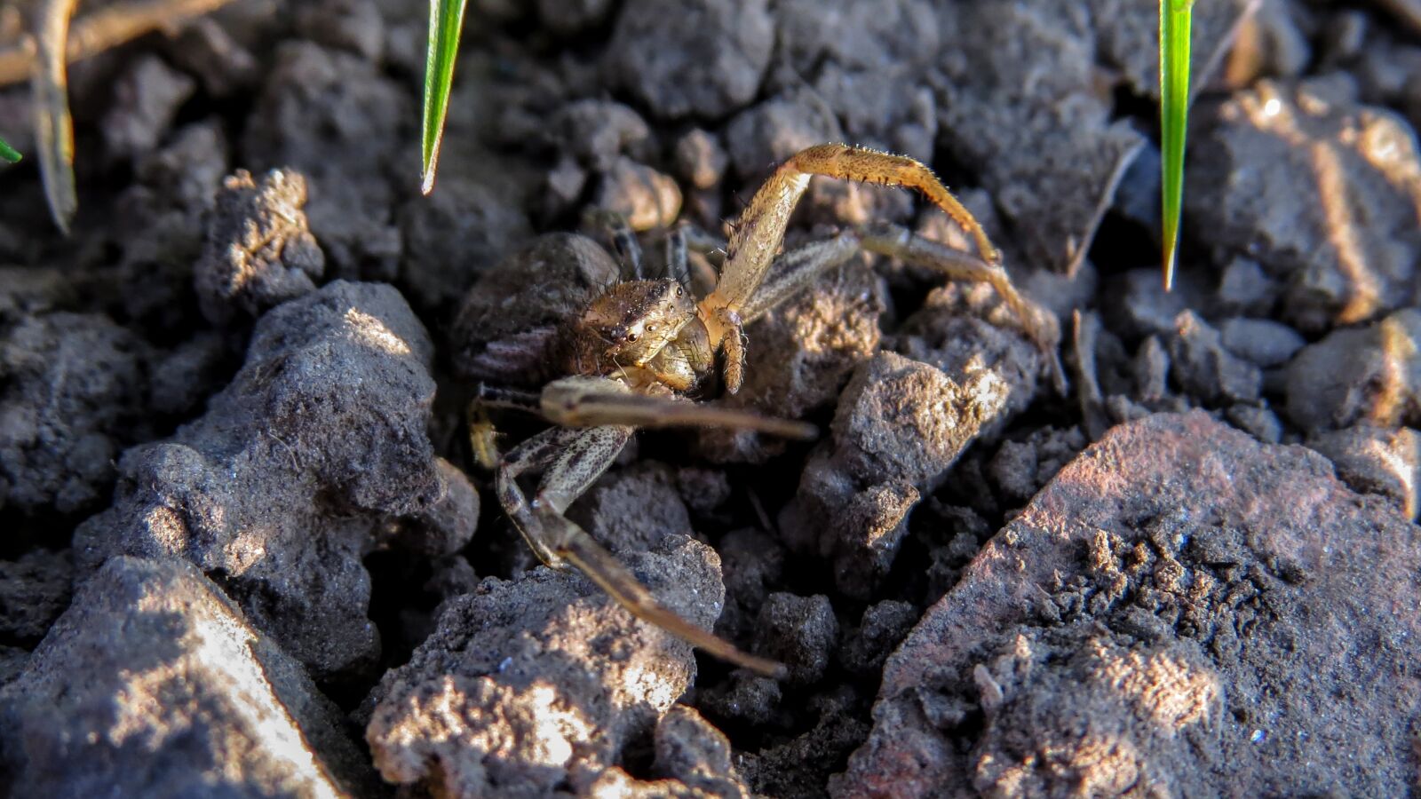 Canon PowerShot SX50 HS sample photo. Spider, macro, arthropod photography