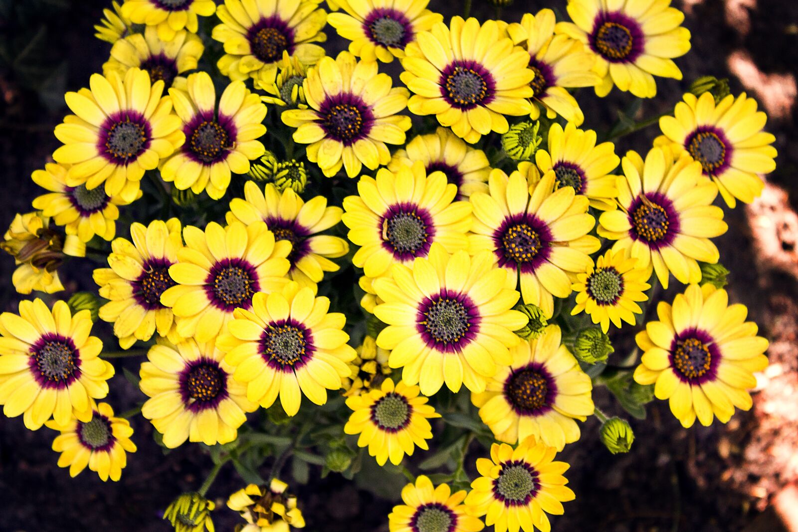 Canon EOS 1100D (EOS Rebel T3 / EOS Kiss X50) sample photo. Yellow, nature, blossom photography