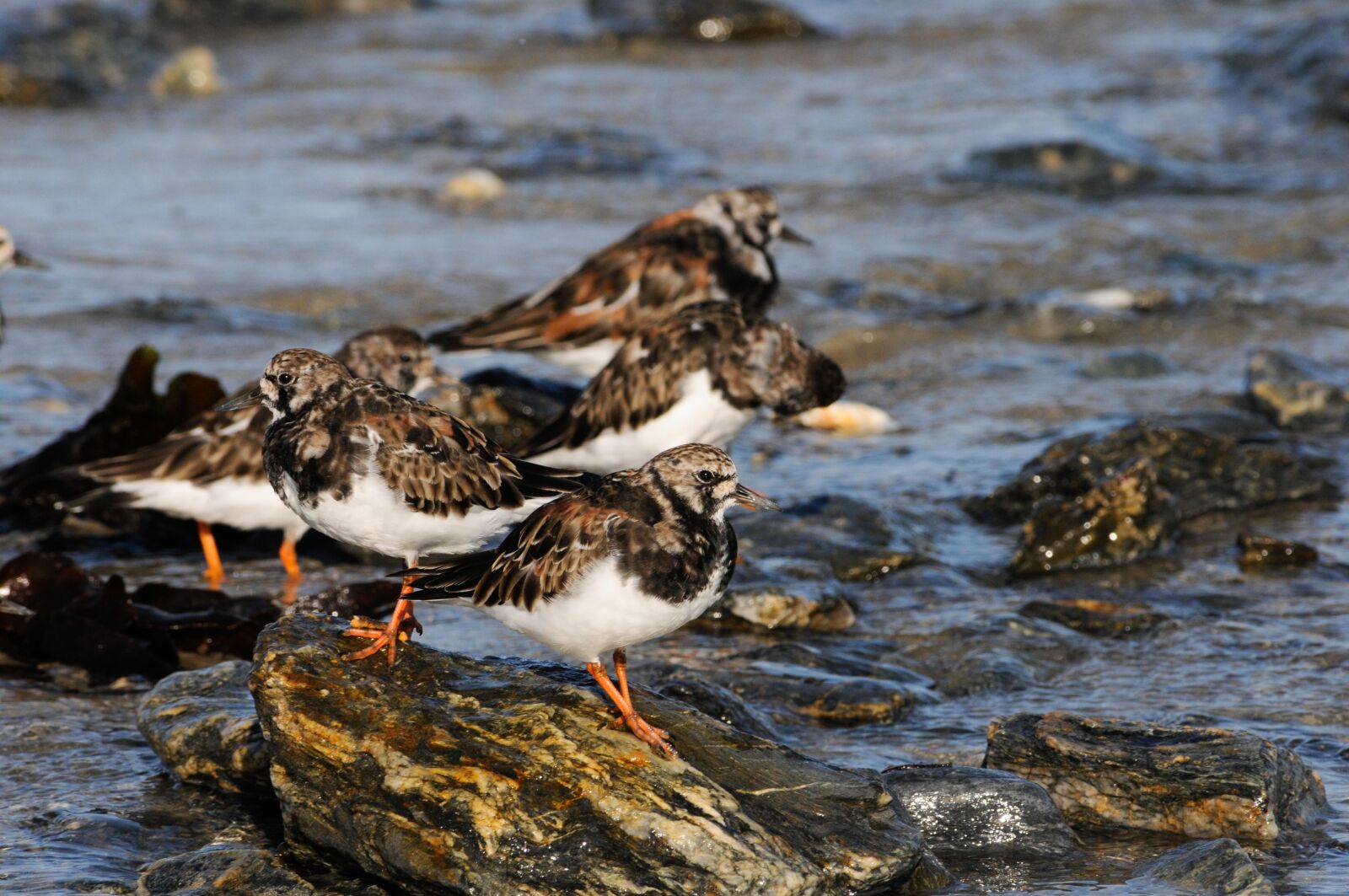 Nikon D300S sample photo. Tournepierre, sea, wader photography