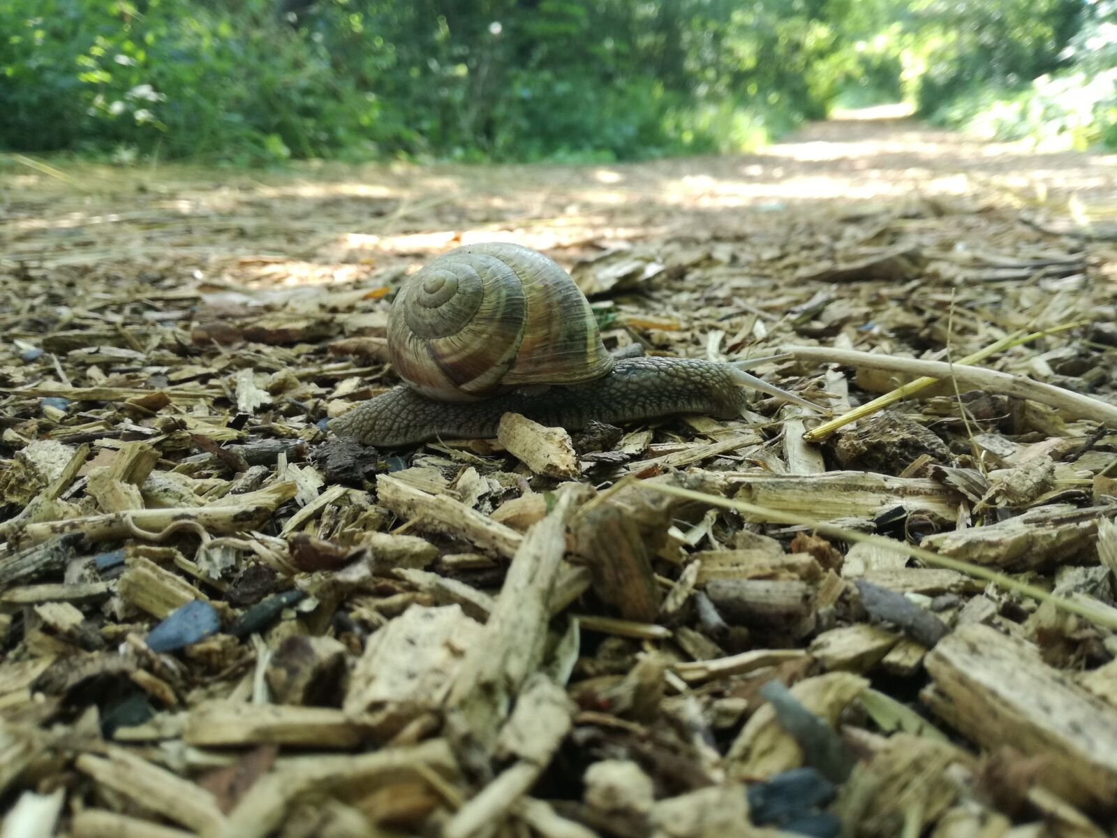 HUAWEI P9 LITE sample photo. Snail, wood, forest photography