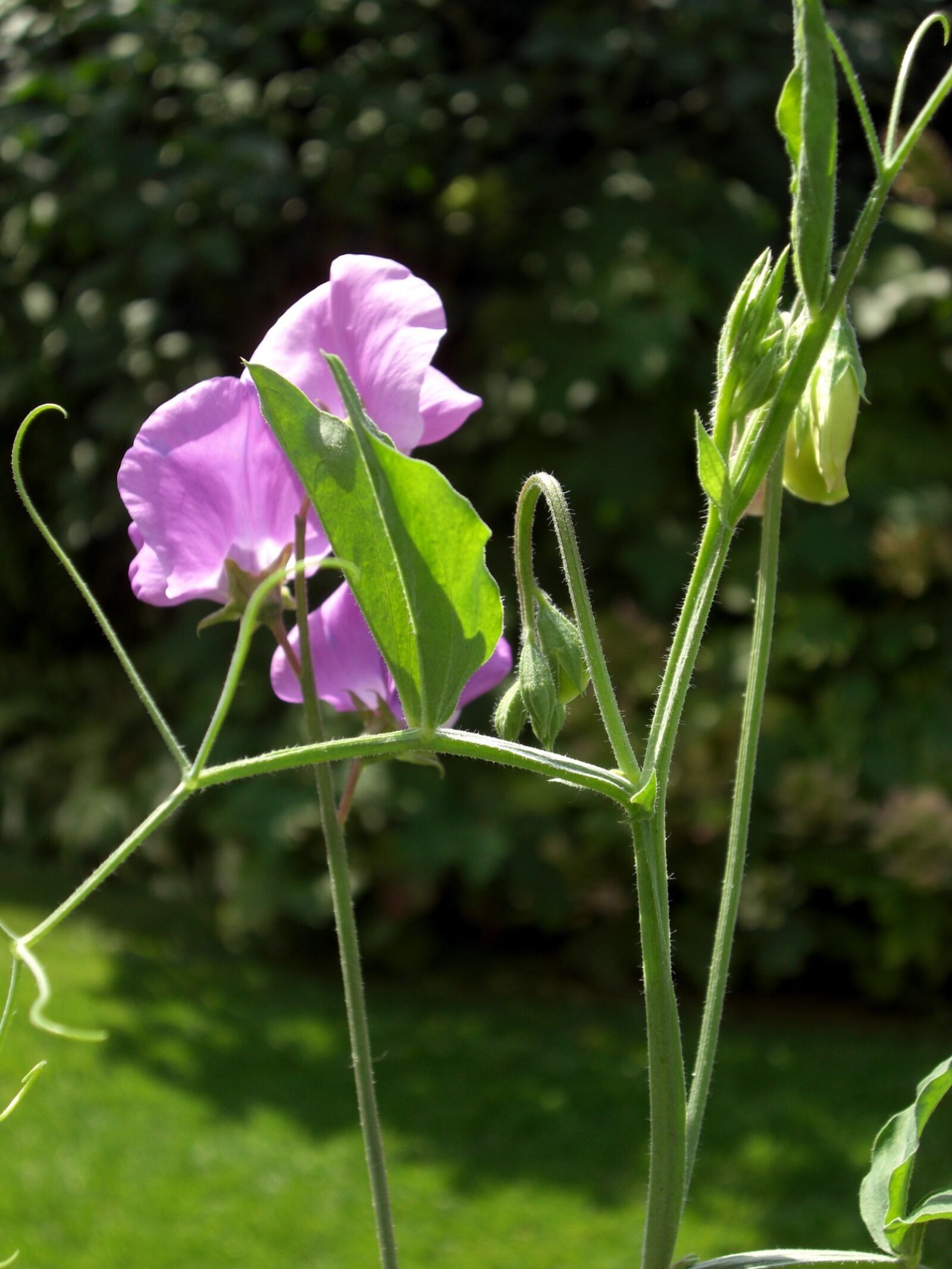 CASIO EX-Z1200 sample photo. Vetch, vetches, shoots photography