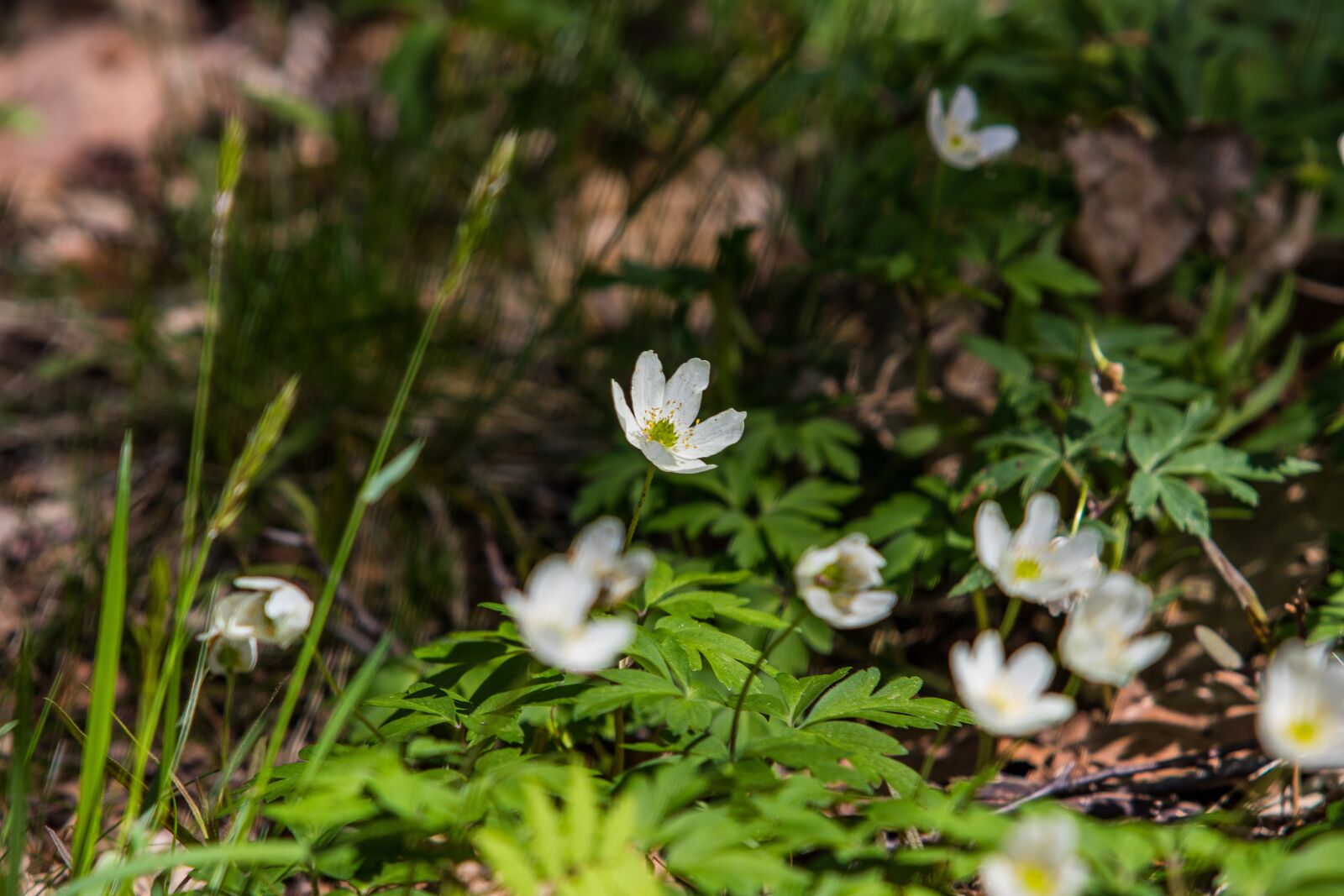 Canon EOS 7D Mark II + Canon EF 70-200mm F2.8L USM sample photo. Wood anemone, flower, spring photography