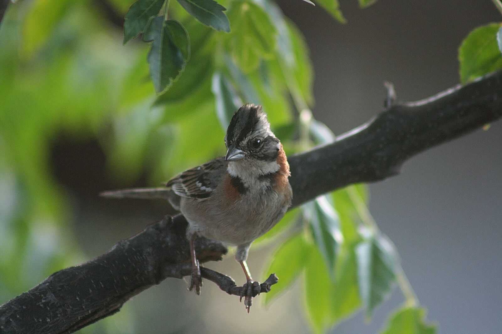 Canon EOS 400D (EOS Digital Rebel XTi / EOS Kiss Digital X) sample photo. Bird, nature, animal photography
