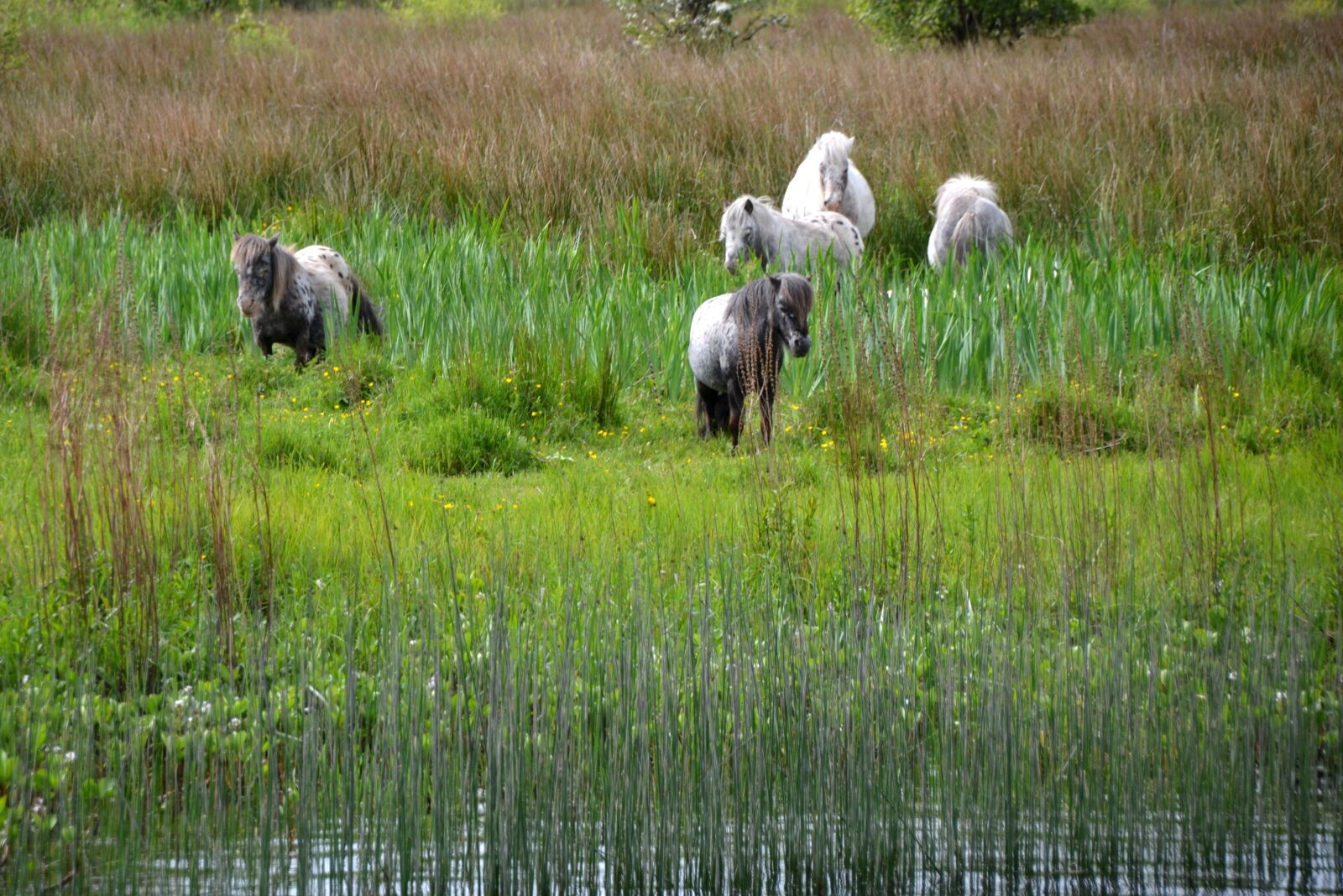 Nikon D5100 sample photo. Pony, river, horses photography