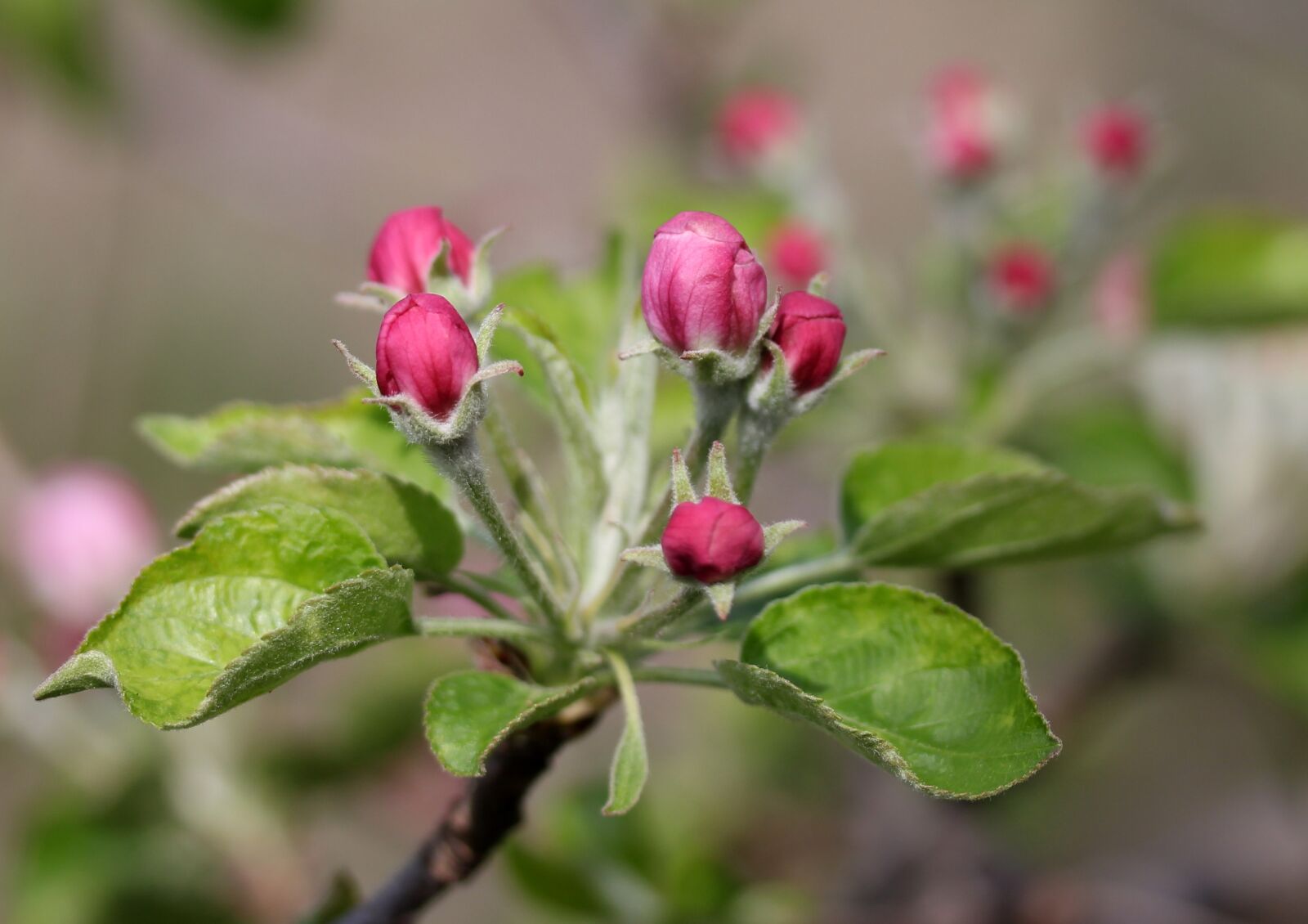 Canon EF-S 60mm F2.8 Macro USM sample photo. Flowers, pink, march photography