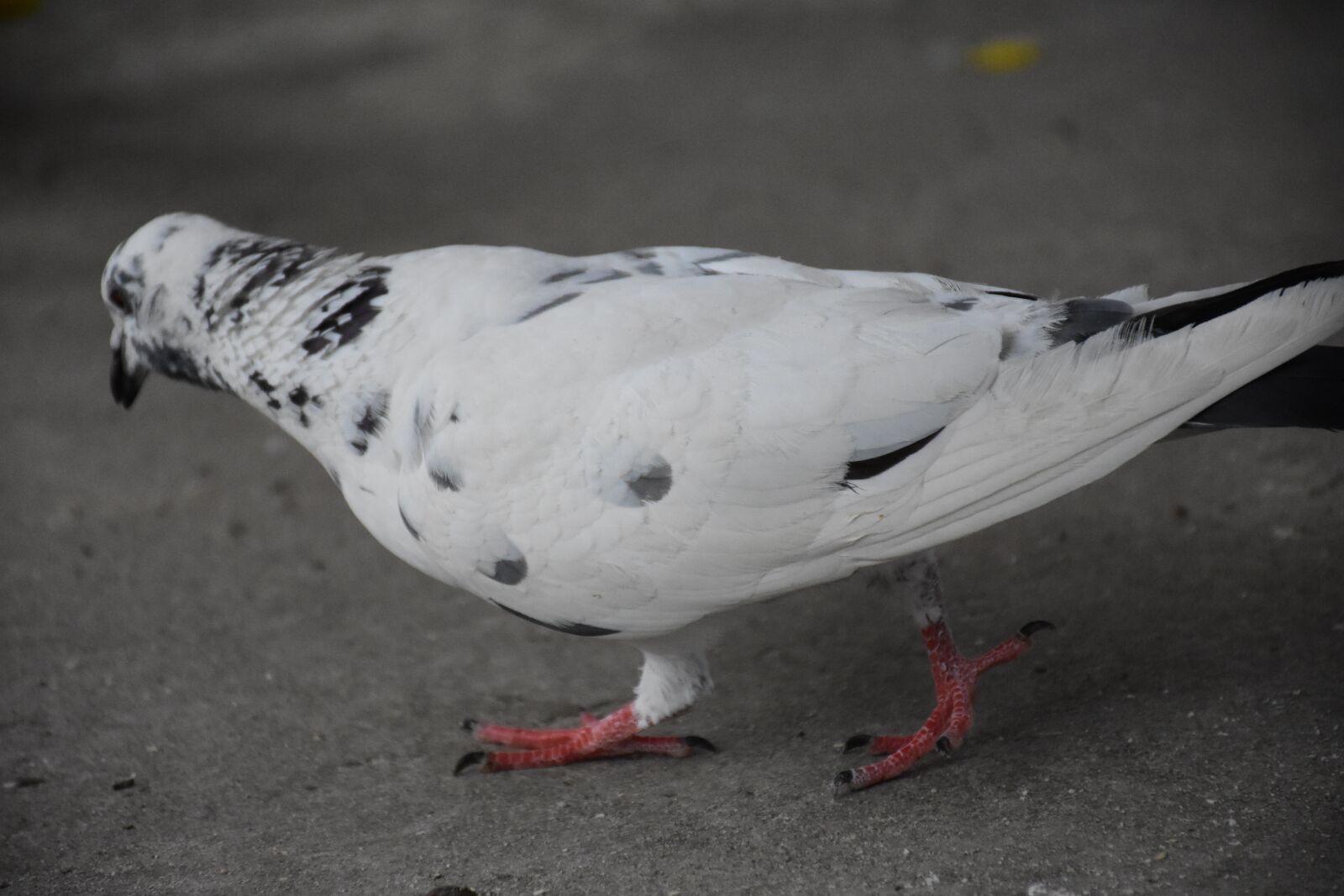 Nikon D7200 sample photo. Birds, dove, pigeon photography