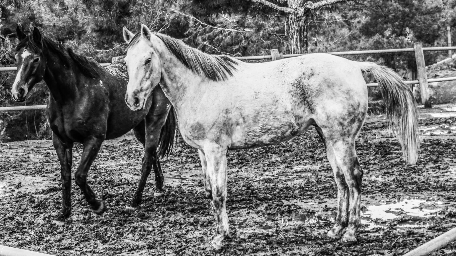 Canon PowerShot SX400 IS sample photo. Horses, farm, animal photography