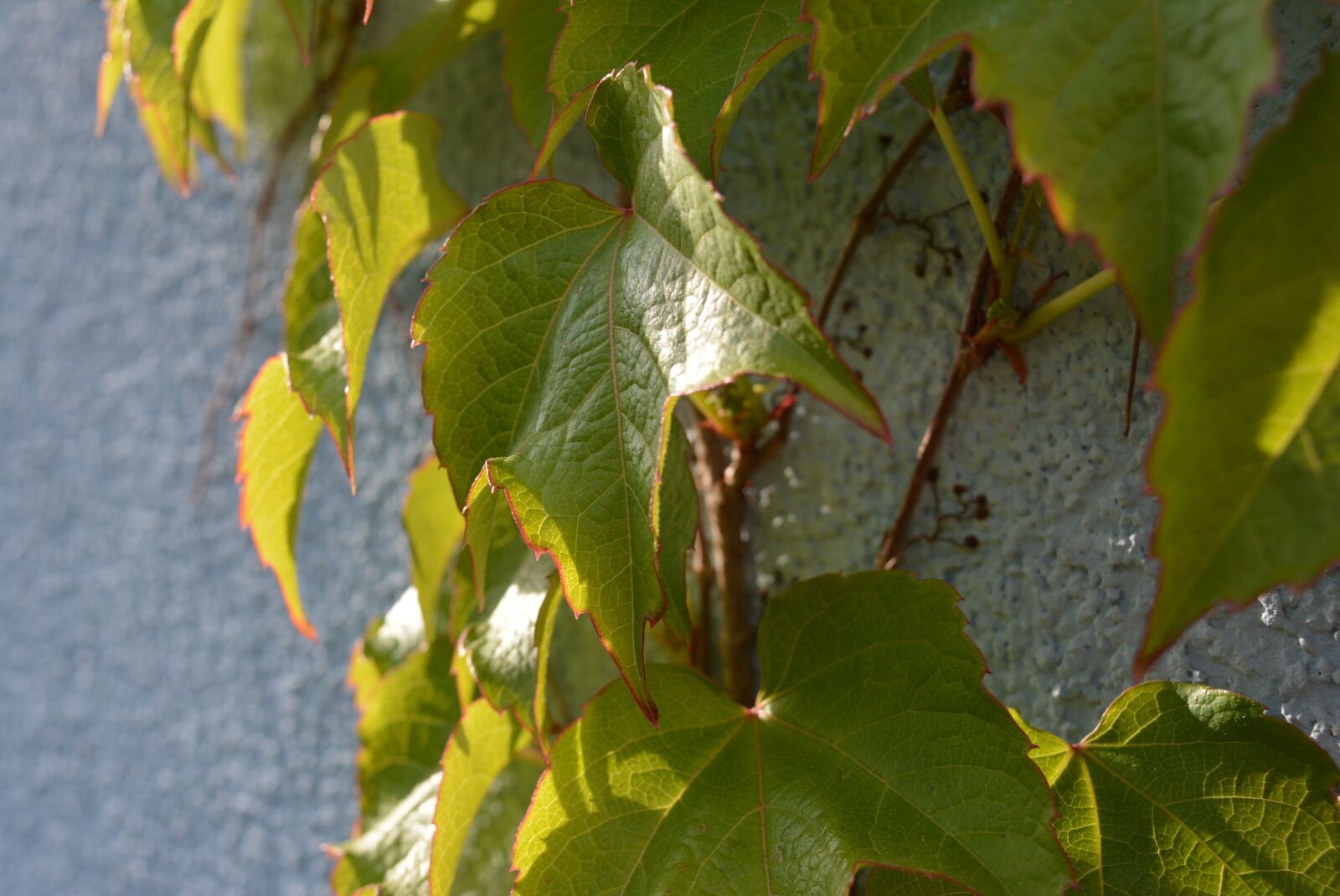 Nikon D5200 sample photo. Wine, leaves, climb photography