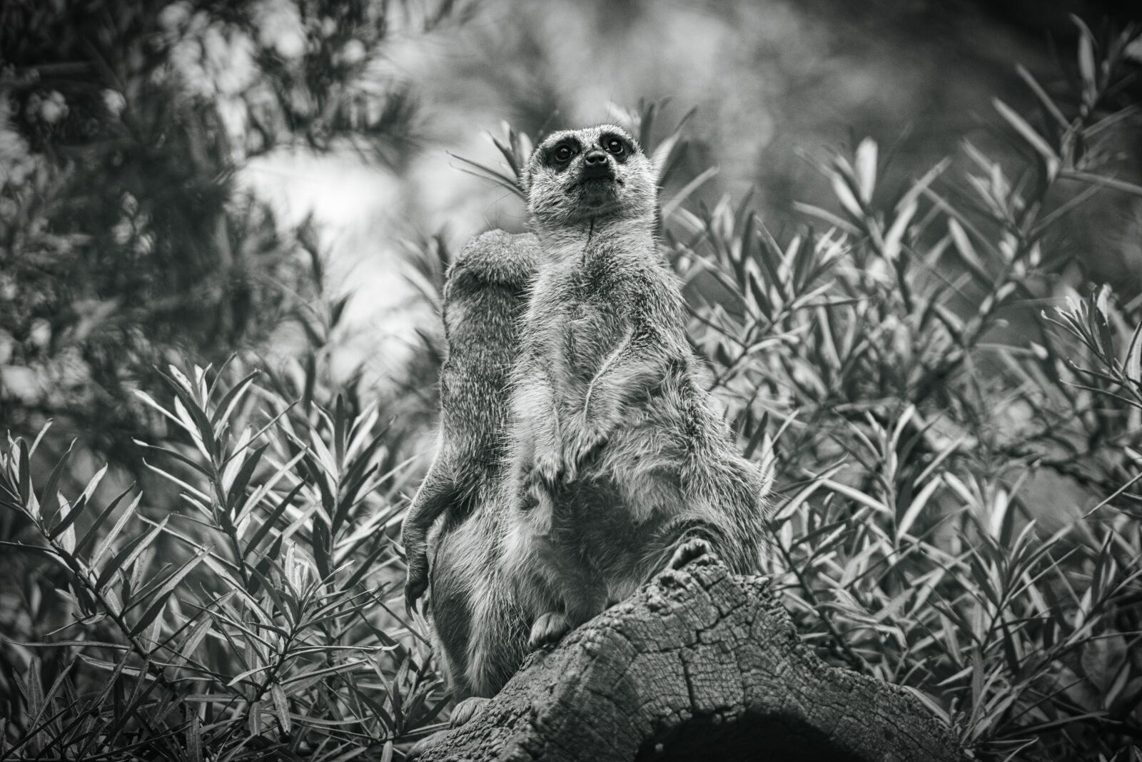 Canon EF75-300mm f/4-5.6 sample photo. Meerkat, animals, zoo photography