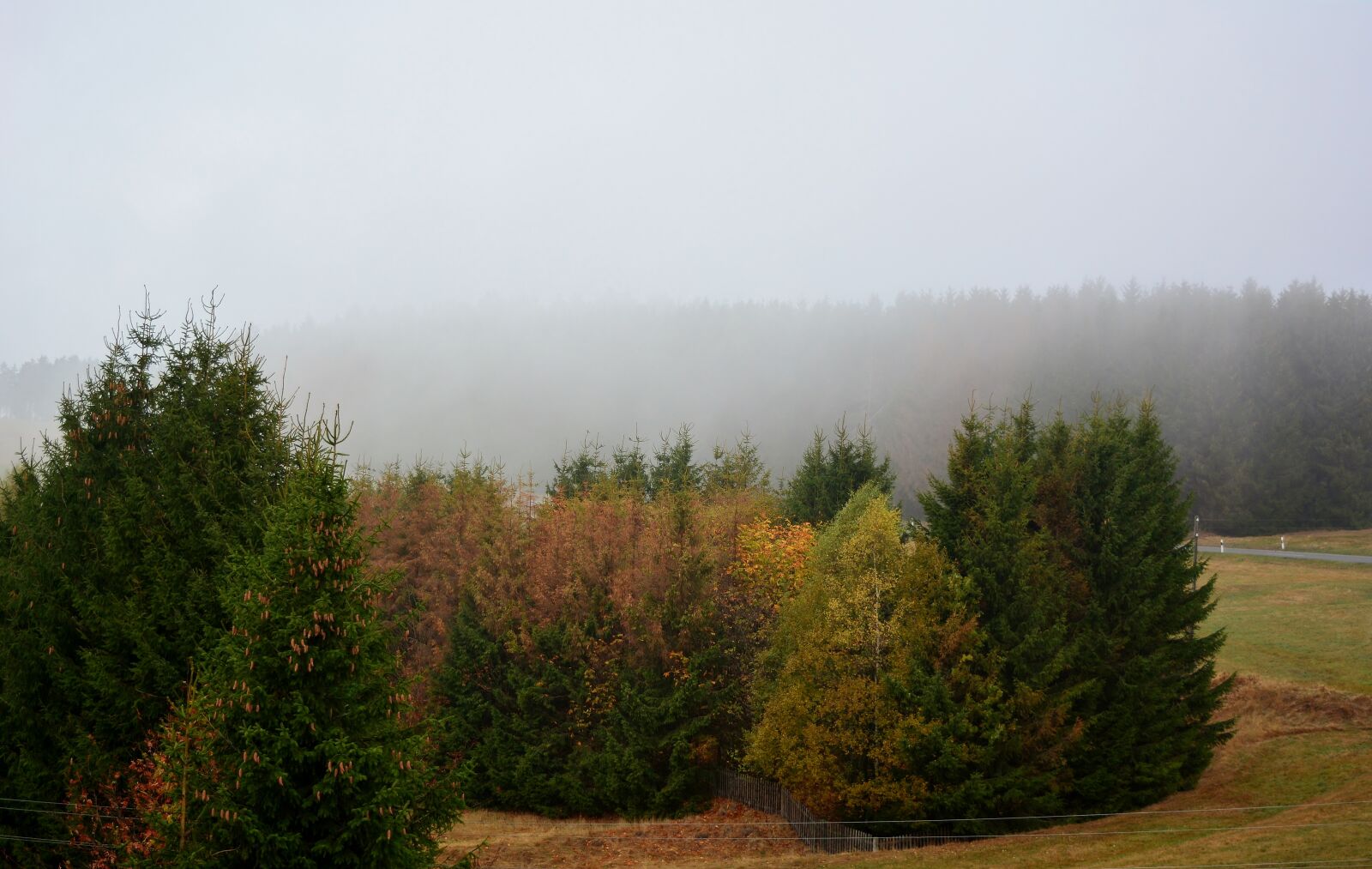 Nikon D5200 sample photo. Morning, fog, forest photography