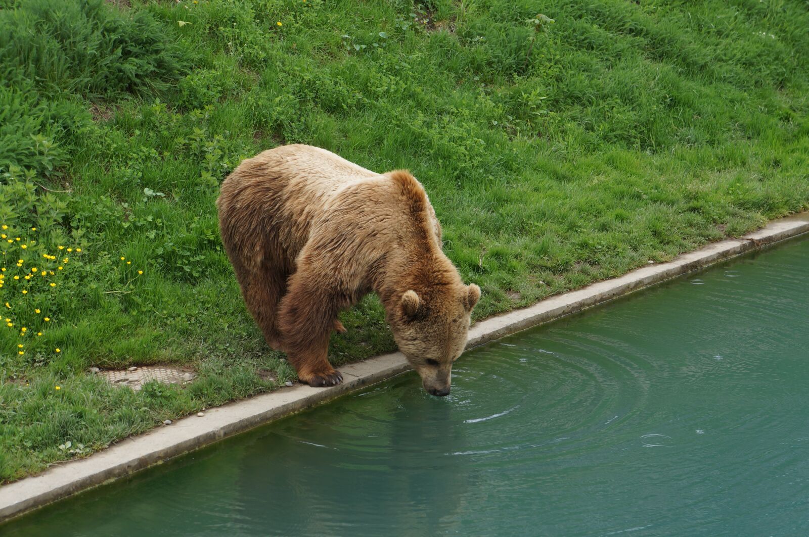 Sony Alpha NEX-5N + Sony E 18-55mm F3.5-5.6 OSS sample photo. Switzerland, the bear, drink photography