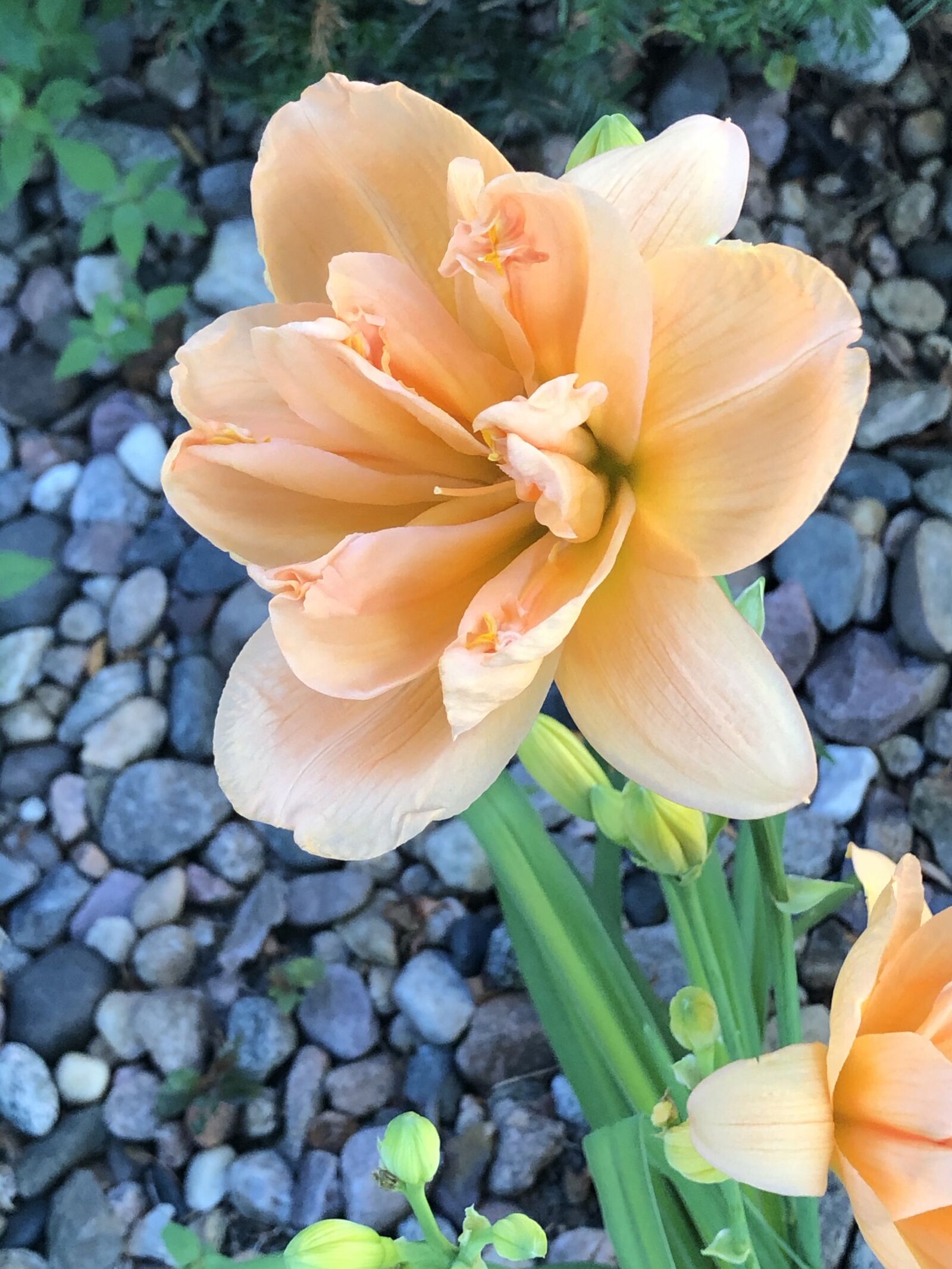 iPhone 8 Plus back dual camera 3.99mm f/1.8 sample photo. Day lily, peach magnolia photography