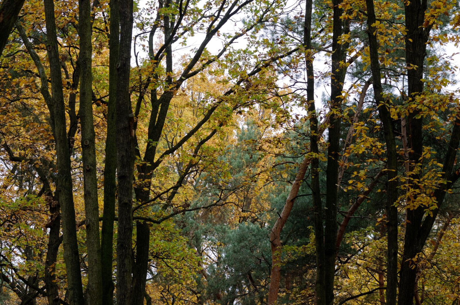Nikon D5100 sample photo. Landscape, forest, autumn photography