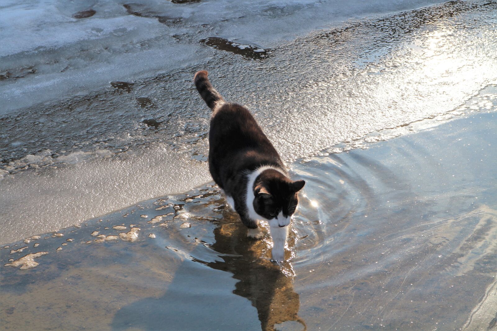 Canon EOS M10 sample photo. Cat, snow, ice photography
